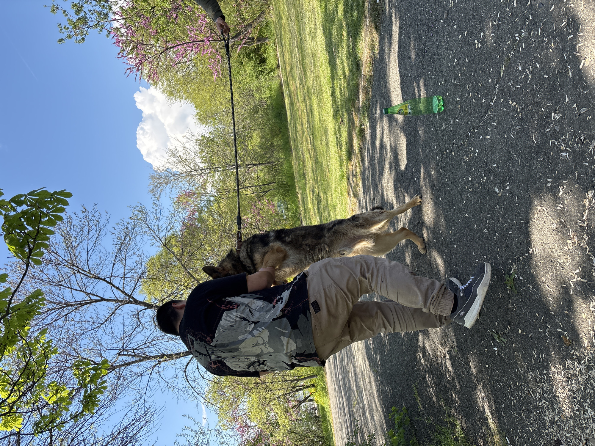 This outdoor photograph depicts a person walking a dog on a sunny day in what appears to be a park or recreational area in Chirpan, Bulgaria. The primary subject is an individual, viewed from the back and side, wearing a dark patterned t-shirt, light khaki pants, and dark sneakers with white soles. Beside them is a large dog, possibly a German Shepherd or a similar breed, which is on a leash held by another person whose hand is visible in the upper right portion of the frame. The dog is positioned close to the person, looking downwards.
They are standing on an asphalt path strewn with small white particles, possibly discarded sunflower seed shells. To the left of the path is a lush green grassy area. The background is filled with various trees, some adorned with fresh green leaves and others displaying vibrant pink blossoms, suggesting it is springtime. Above, the sky is a clear blue, with a large, white cloud prominent on the right side. Bright sunlight casts sharp shadows on the ground, indicating it is daytime, likely late morning or early afternoon. Ahead on the path, a green plastic bottle, identifiable as a Fanta bottle, lies on its side. The scene conveys a relaxed and pleasant atmosphere, typical of an outdoor stroll. No distinct text is clearly legible on any visible objects.