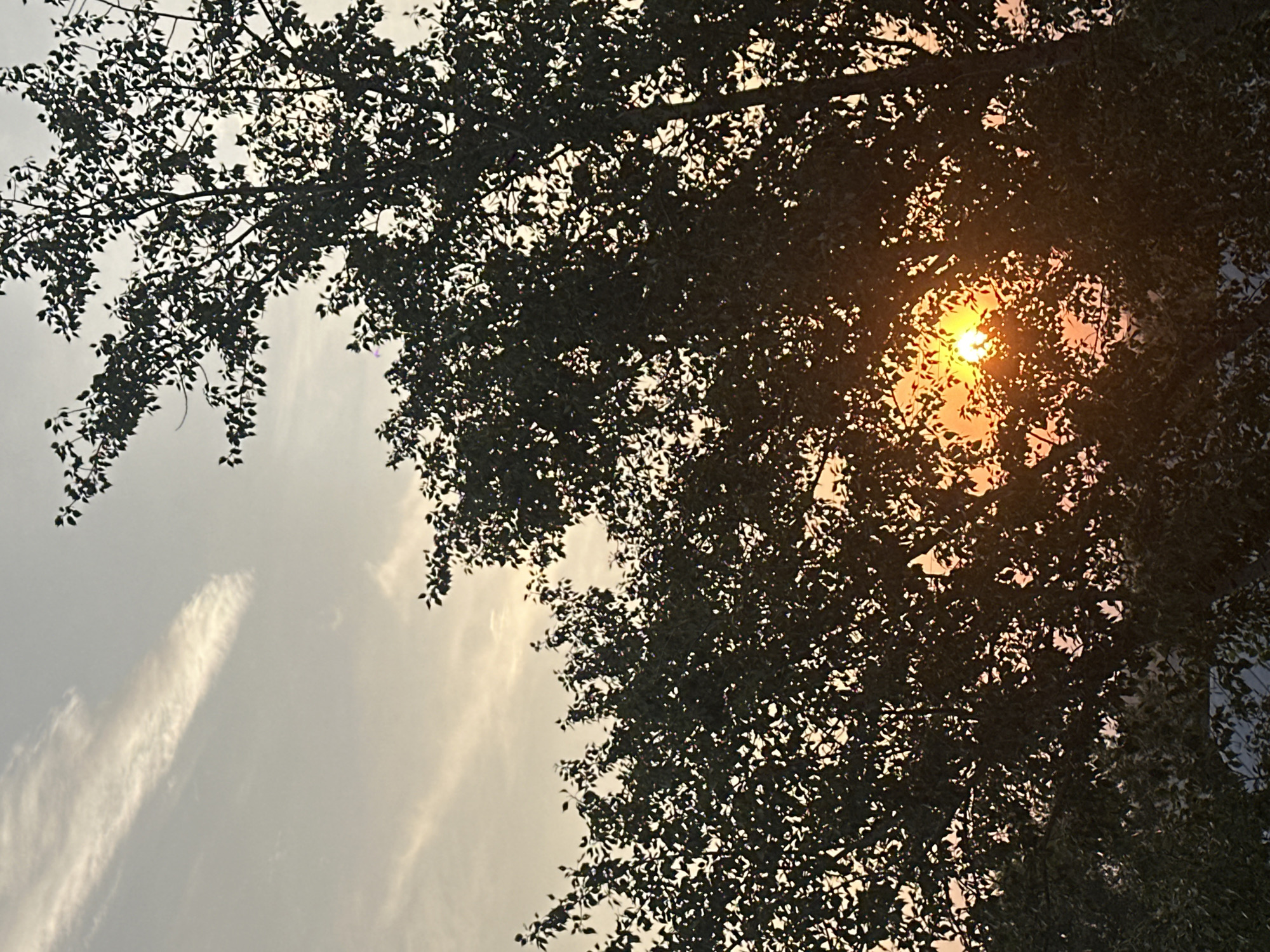The image captures a serene sunset viewed through the dense foliage of a tree. The sun, a vibrant orb of orange and yellow, peeks through gaps in the leaves, casting a warm glow on the scene. Wispy clouds streak across the pale sky, suggesting a calm evening. The overall impression is one of natural beauty and tranquility. The image is a photograph taken in the city of Biysk, Russia, depicting a common natural phenomenon in its urban landscape. There are no people or specific identifiable man-made structures visible in the image, besides a hint of what might be a fence at the very bottom edge of the frame, which is not clearly distinguishable.
