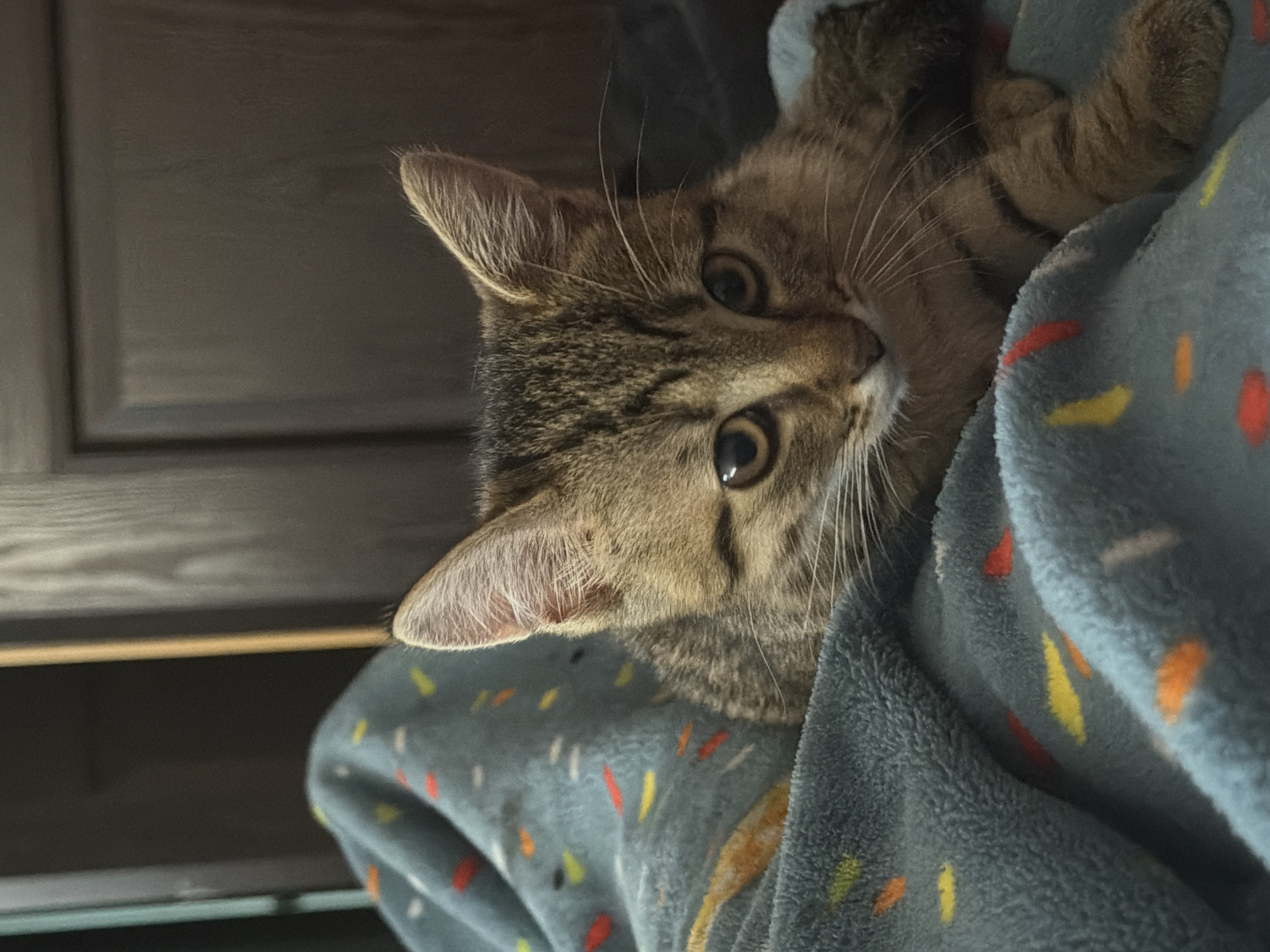 A close-up, medium shot captures a tabby kitten nestled in a teal blanket adorned with small, colorful stripes of red, yellow, and orange. The kitten is positioned on its side, with its head turned towards the camera. Its large, expressive amber eyes are wide and alert, and its ears are pricked forward, indicating curiosity or attentiveness. The kitten's fur exhibits a classic tabby pattern of brown and black stripes. Its right front paw is visible, resting on the blanket. The background is dark and appears to be a wooden door or furniture, with a vertical wooden trim on the left side of the image. The lighting suggests an indoor environment, possibly a home, with the light source coming from the front and slightly to the left, casting subtle shadows on the kitten's face. The overall mood is one of quiet comfort and youthful innocence.