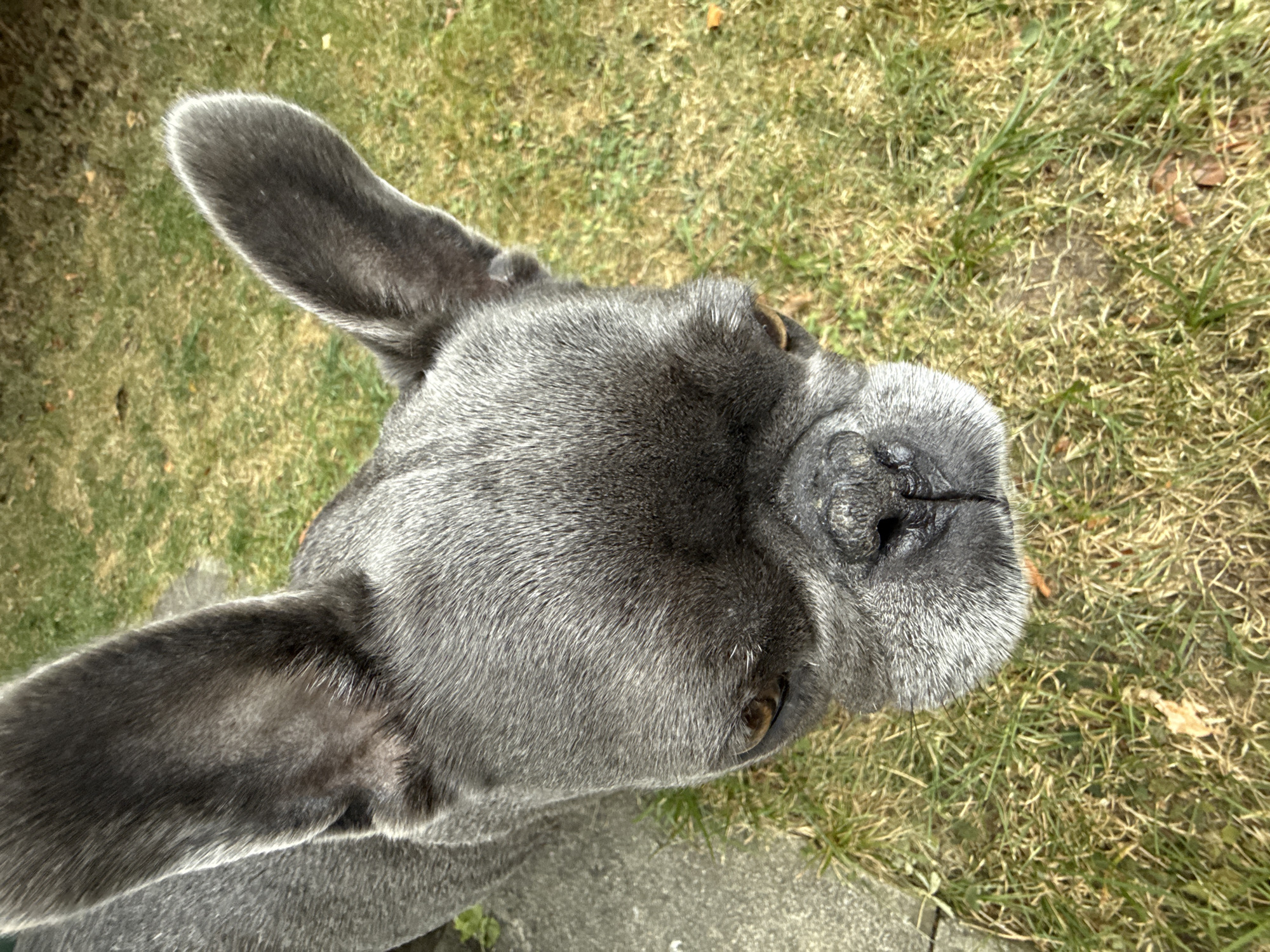 An extreme close-up, overhead shot shows the head of a French bulldog in the city of Bad Sachsa, Germany. The dog is facing directly into the camera, its head tilted slightly. The dog's fur is a dark grey, with lighter grey around its muzzle and eyes. Its ears are large and upright, characteristic of the breed. The dog's eyes are dark brown and appear to be looking intently at the camera. The dog's nose is black and wrinkled. The background consists of green grass with some dry patches and fallen leaves. A concrete path is visible on the left side of the image. The lighting suggests it is daytime, with natural sunlight. There are no people or other animals visible in the frame.