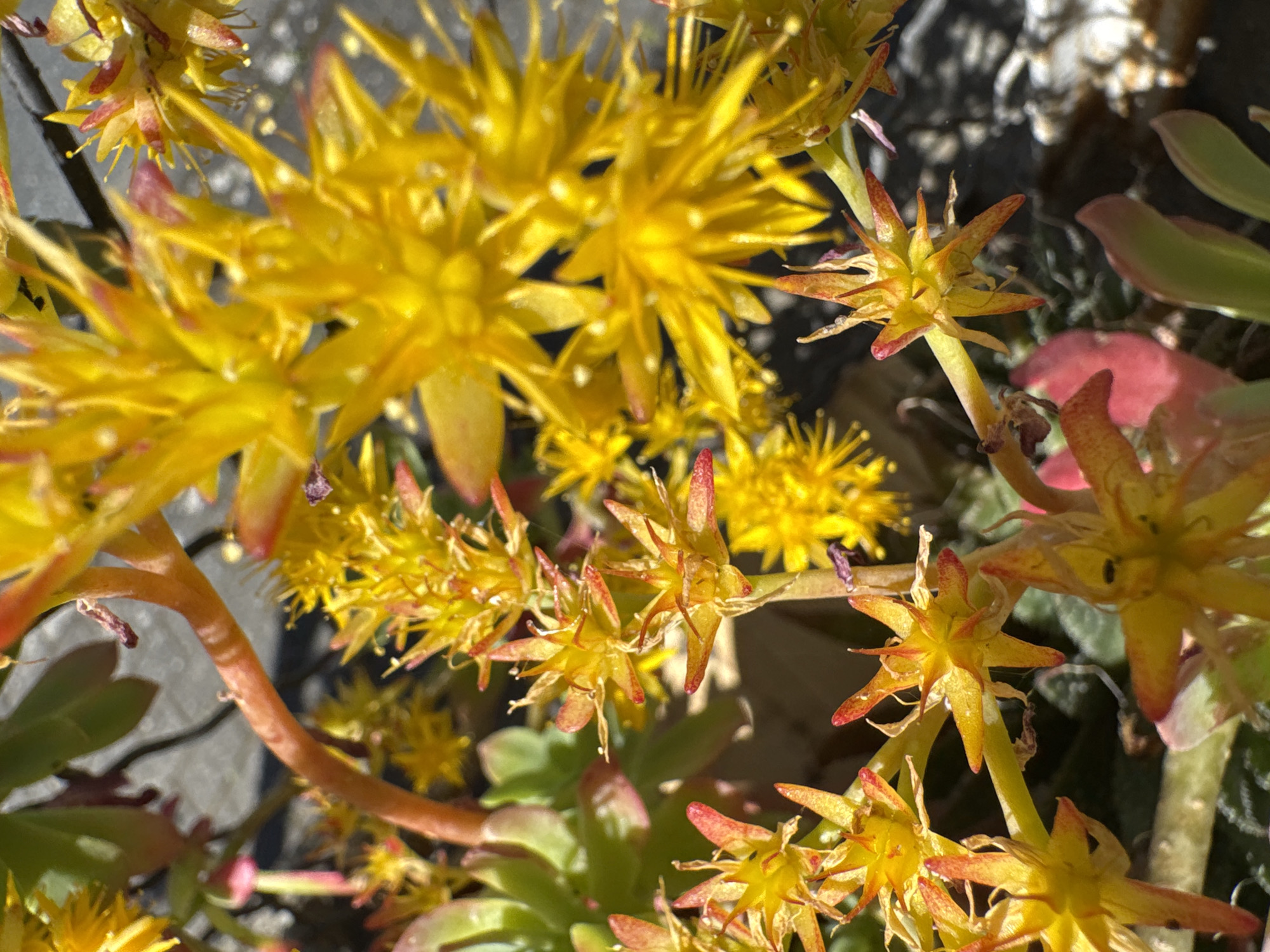A close-up shot features a cluster of bright yellow sedum flowers, likely Sedum kamtschaticum. The flowers exhibit a star-like shape with pointed petals, some accented with reddish tips. The background contains a mix of succulent leaves and hints of a textured surface, perhaps paving stones. The light suggests a sunny day, highlighting the vibrant colors of the flowers. The location is indicated as Mirandela, Portugal, though this cannot be verified visually from the image alone.