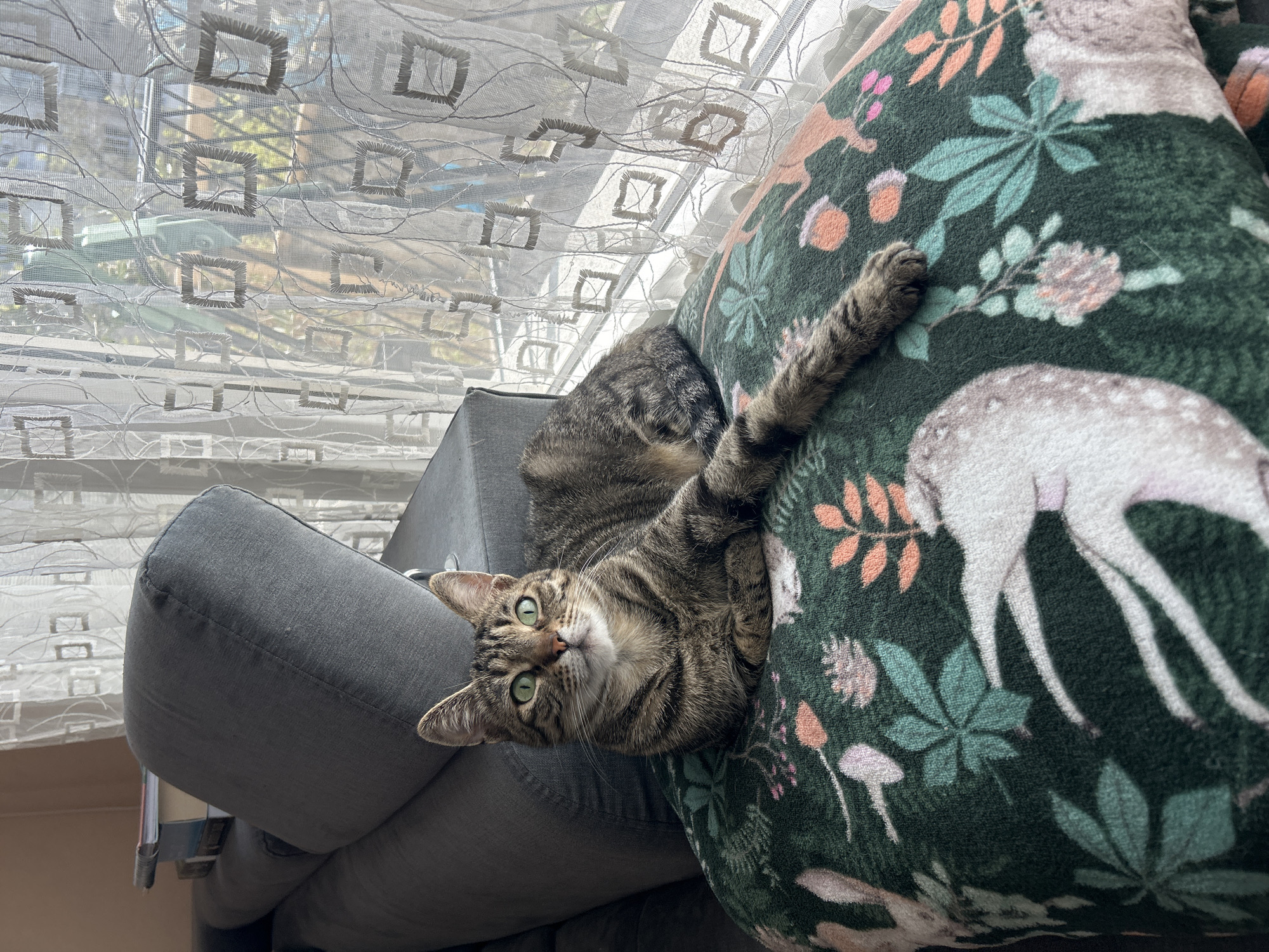 A tabby cat lies on a gray sofa. The cat is positioned between the armrest of the sofa and a cushion covered with a dark green fabric. The fabric features a pattern of deer, mushrooms, and leaves in various colors including white, pink, orange, and teal. The cat's left paw is extended and resting on the cushion. The cat is looking directly at the camera. Behind the sofa is a window covered with a sheer curtain with a geometric square pattern. The location is unknown and there is no way to know if the location is Plovdiv, Bulgaria.