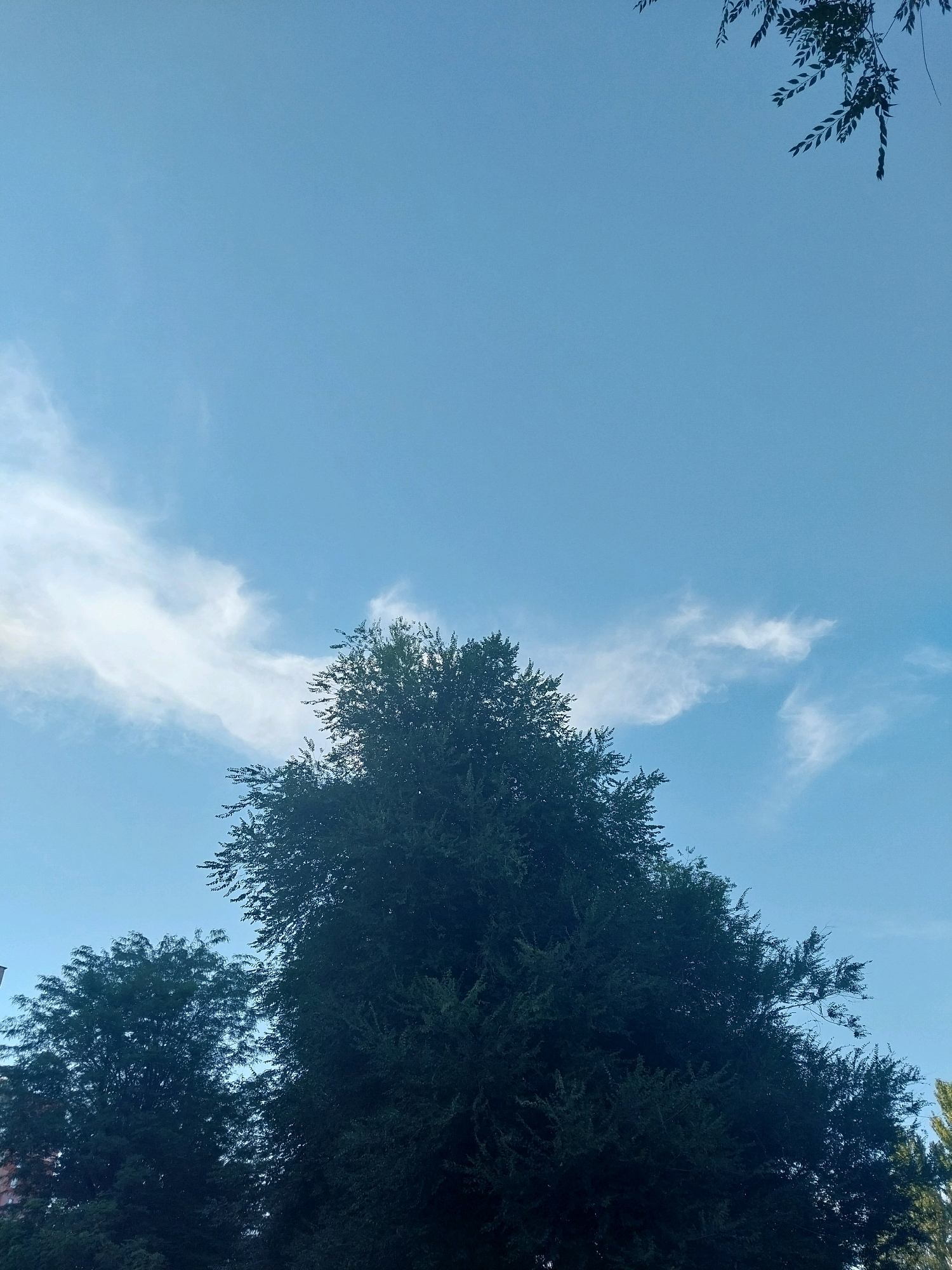 The image shows a view looking up at a clear blue sky with sparse, wispy white clouds. In the foreground, a large, dark green tree dominates the lower half of the frame, its foliage dense and reaching upwards. To the left and slightly behind the main tree, another tree is partially visible, also appearing dark green and leafy. The upper right corner of the image shows a few dark green leaves and branches silhouetted against the sky. The overall scene suggests an outdoor environment, likely in a park or residential area, given the presence of trees. The location is specified as Dnipro, Ukraine. There are no people or discernible actions depicted in the image. The environment is natural, with the sky and trees as the primary subjects.