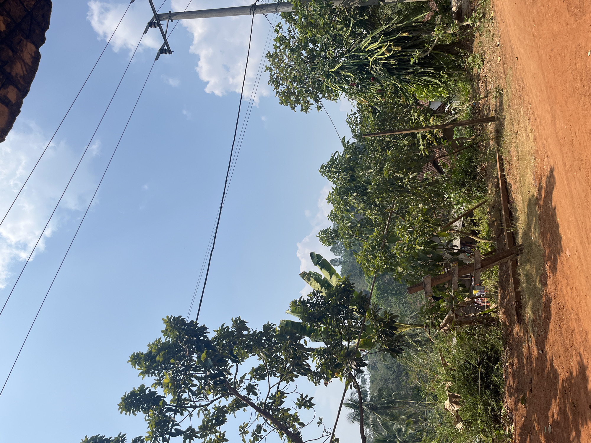 A ground-level, medium shot captures a rural scene in Sidomulyo, Indonesia, dominated by lush green foliage under a bright blue sky with scattered white clouds. In the foreground, a dirt path of reddish-brown soil leads into the frame from the lower right. A simple wooden structure, possibly a makeshift fence or support, is situated on the path.
Various trees and plants fill the midground and background. Prominent among them are trees with dense green leaves and banana trees with large, broad leaves. To the right, a dragon fruit plant with its characteristic long, segmented stems is visible. Behind the vegetation, glimpses of houses with tiled roofs can be seen, suggesting a small village settlement.
Overhead, thin power lines stretch across the sky, with a utility pole visible on the right side of the frame. The sunlight suggests it is daytime. The overall atmosphere is peaceful and natural, indicative of a rural Indonesian countryside. No people or animals are clearly discernible in the image.