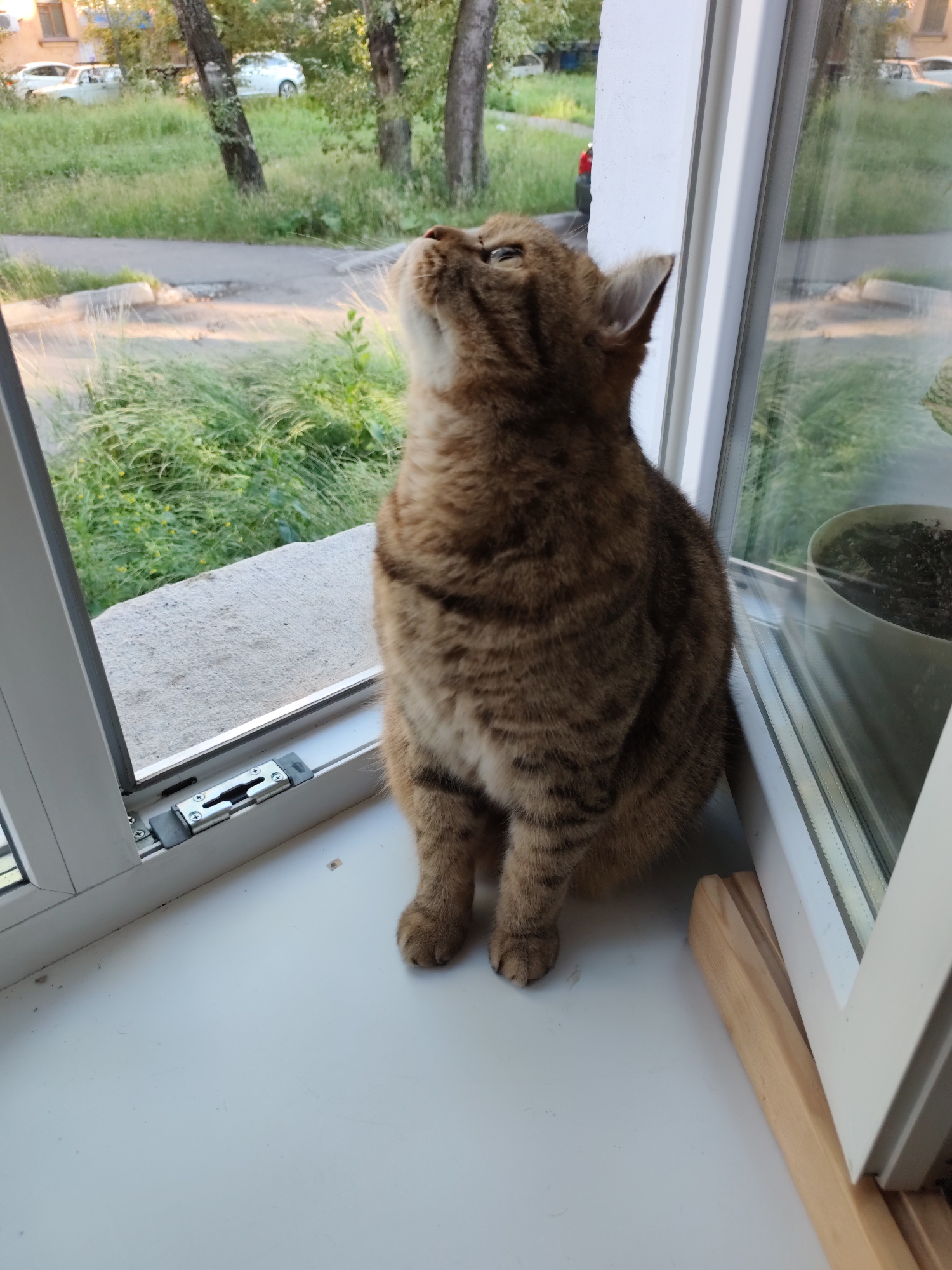 A tabby cat is sitting on a windowsill, looking up. The windowsill is white and has a metal latch on the left side. Outside the window, there is green grass, trees, and a road with cars. The scene appears to be in a residential area of Komsomolsk-on-Amur, Russia, possibly during the daytime. There is a white pot with soil visible through the window on the right. A piece of wood is propped against the window frame.