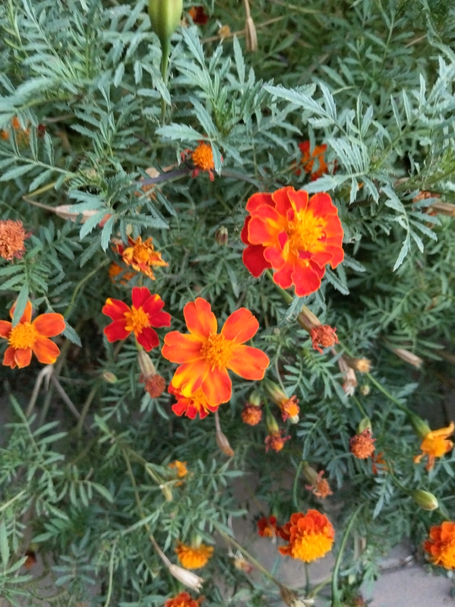 An overhead, medium shot displays a cluster of marigolds in varying stages of bloom and decay, interspersed with feathery green foliage. The flowers are predominantly in shades of orange and yellow, with some petals appearing ruffled or slightly wilted. A few seed pods and dried flower heads are also visible. The background is a dense arrangement of green leaves. The image provides no contextual information regarding its location or any individuals present.