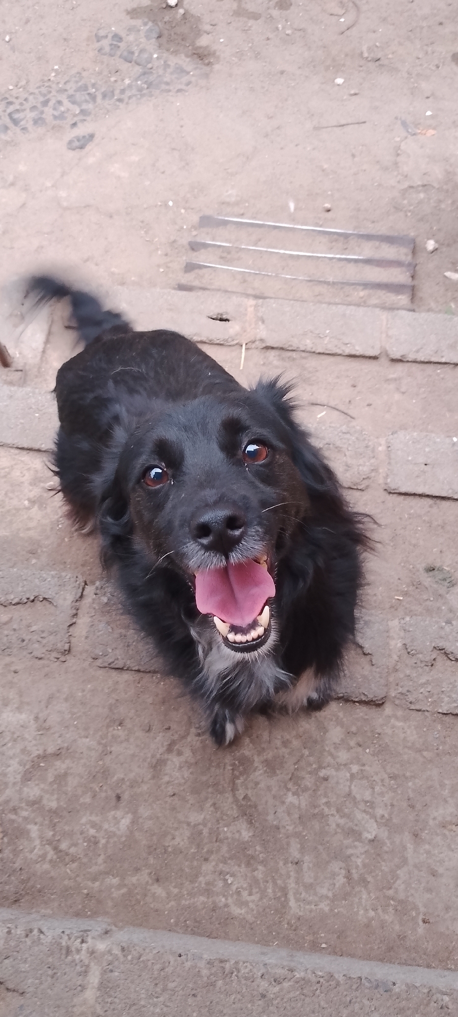 An overhead shot shows a black dog with brown eyes and its tongue hanging out, looking up at the camera. The dog is positioned on a textured surface that appears to be made of stone or concrete. In the background, several metallic parallel bars are visible, laid horizontally across the surface. The scene is outdoors, with the ground appearing worn and possibly dusty. The specific location of Belgorod, Russia, cannot be determined from the visual information provided in the image.