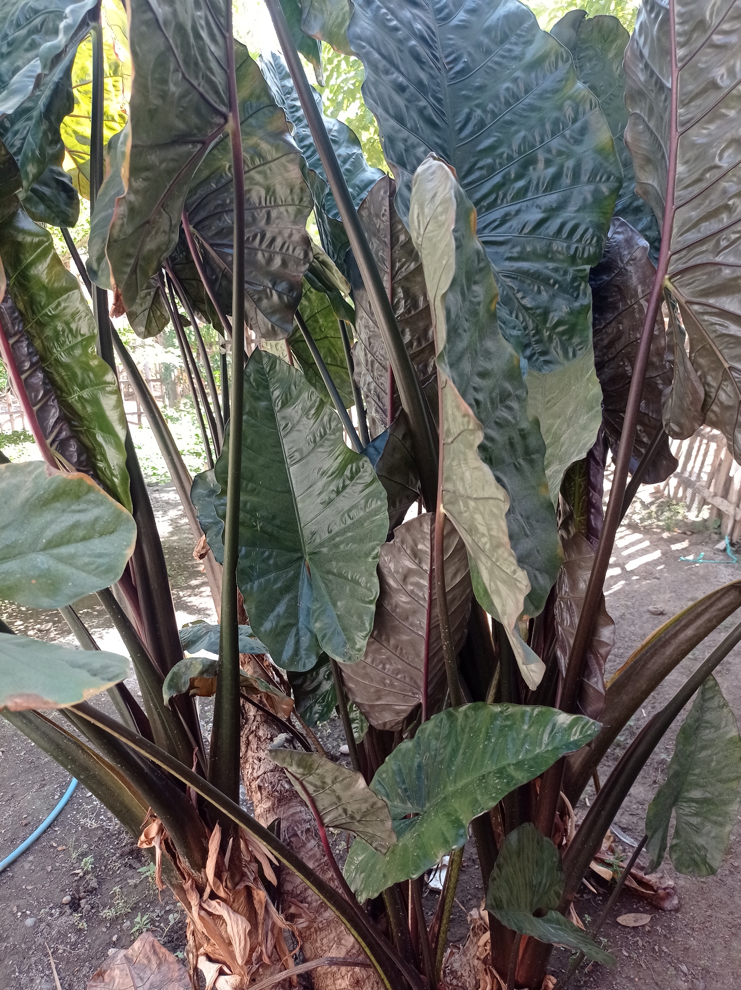 The image shows a cluster of large, dark green elephant ear plants with thick, reddish-brown stems. The leaves are broad and somewhat leathery, with prominent veins. Some leaves are upright, while others droop slightly. The plants are growing outdoors in what appears to be a garden or yard. The ground is covered with dirt and some dry leaves. In the background, there is a wooden fence and some greenery from other plants. A blue hose is visible on the left side of the image, snaking across the ground. The scene is likely in a tropical or subtropical climate, given the appearance of the plants. The location is specified as Mimbo, Indonesia. There are no people or animals visible in the image, and no specific actions or interactions are depicted. The lighting suggests it is daytime, with some sunlight filtering through the leaves.