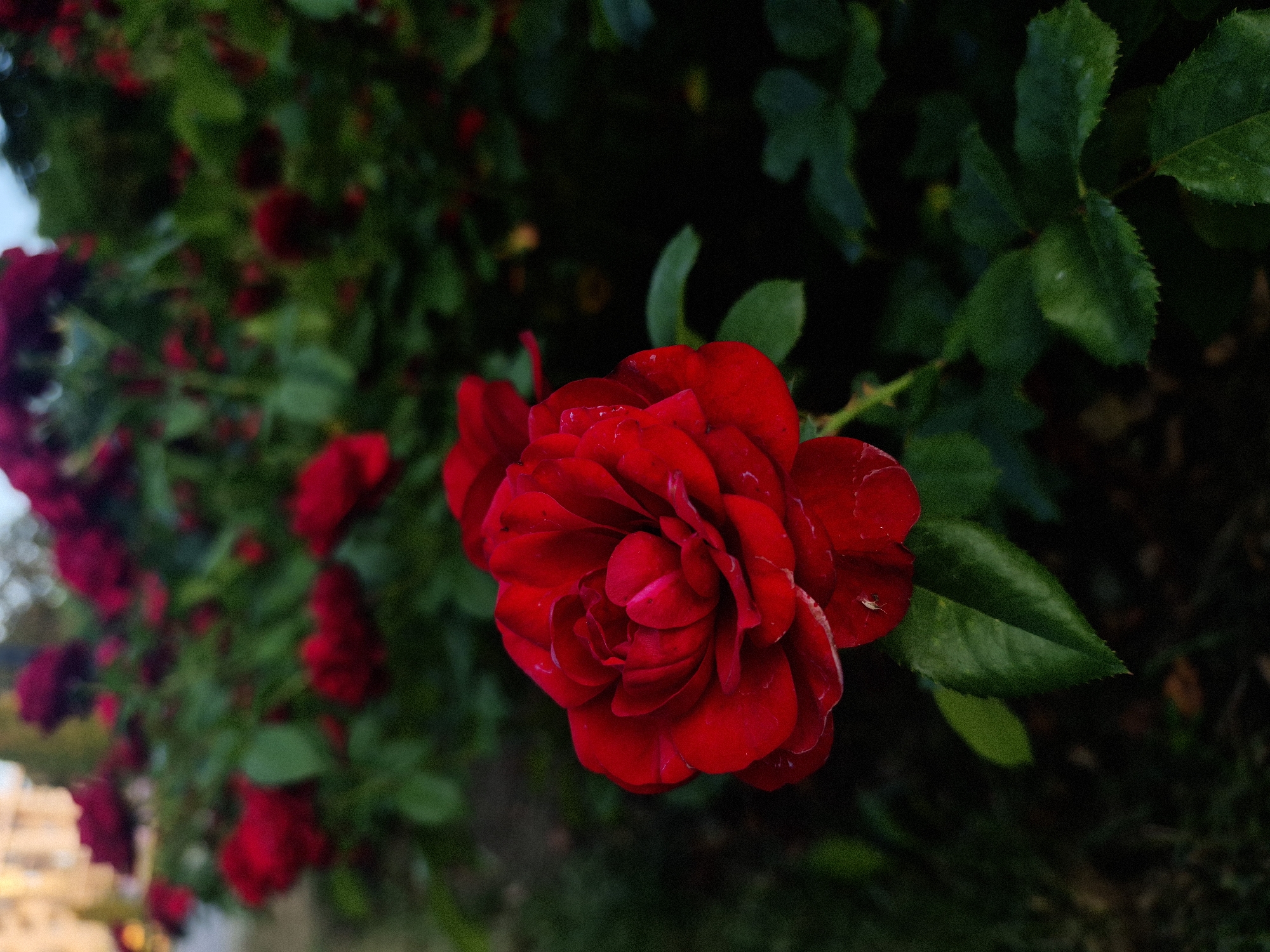 A close-up, low-angle shot showcases a vibrant red rose in the foreground, its petals tightly unfurled, revealing intricate layers and a dewdrop-kissed surface. The rose is positioned slightly left of center, with its leaves a dark, rich green. In the background, a blurred bush of red roses stretches across the frame, creating a soft bokeh effect. The scene is set against a dark, muted background, hinting at either a shady area or the approach of dusk. The image composition emphasizes the beauty and detail of the single rose, while the bokeh effect of the background adds depth and a dreamy quality. This image does not contain any identifiable landmarks or features specific to Chișinău, Moldova, or any other city.