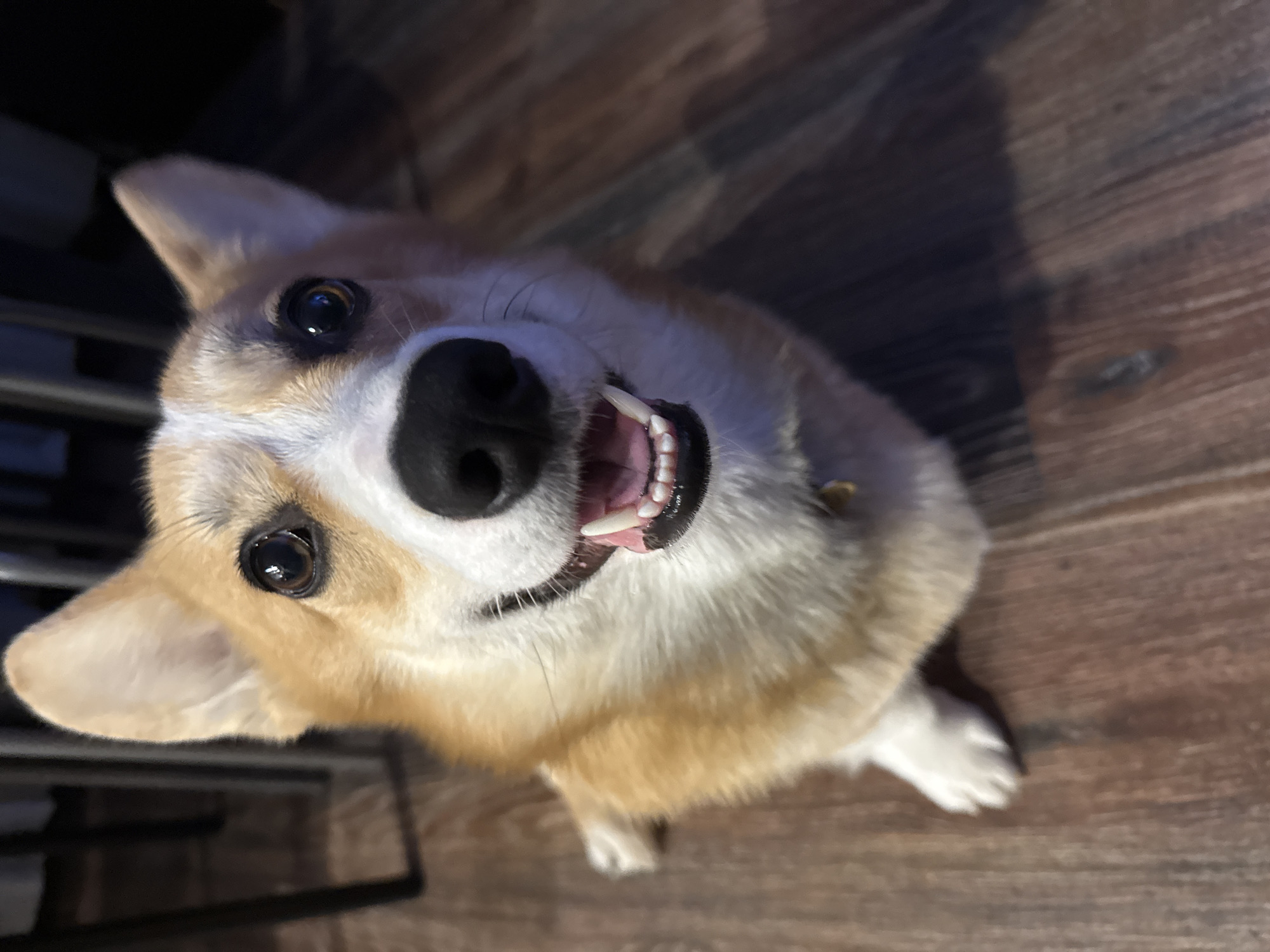 A happy Pembroke Welsh Corgi is captured in a high-angle, close-up photograph indoors in Votkinsk, Russia. The dog, featuring a coat of light brown, tan, and white fur, is positioned on a wooden floor, looking directly upwards at the camera. Its face is illuminated, highlighting its dark, expressive eyes which reflect ambient light, and a prominent black nose. The dog's mouth is wide open in what appears to be a joyful or panting expression, clearly showing its white teeth and pink tongue.
The dog's ears are erect and rounded, characteristic of the breed. White markings adorn its face, chest, and paws, contrasting with the lighter brown fur on its body and ears. A small, subtle yellow tag or charm can be faintly seen near its right ear and neck. The background consists primarily of a warm-toned wooden floor with visible grain patterns. To the left of the dog, a dark, blurred object, possibly furniture or part of an indoor structure, is partially visible. The overall impression is one of a cheerful and friendly animal. There is no visible text within the image.