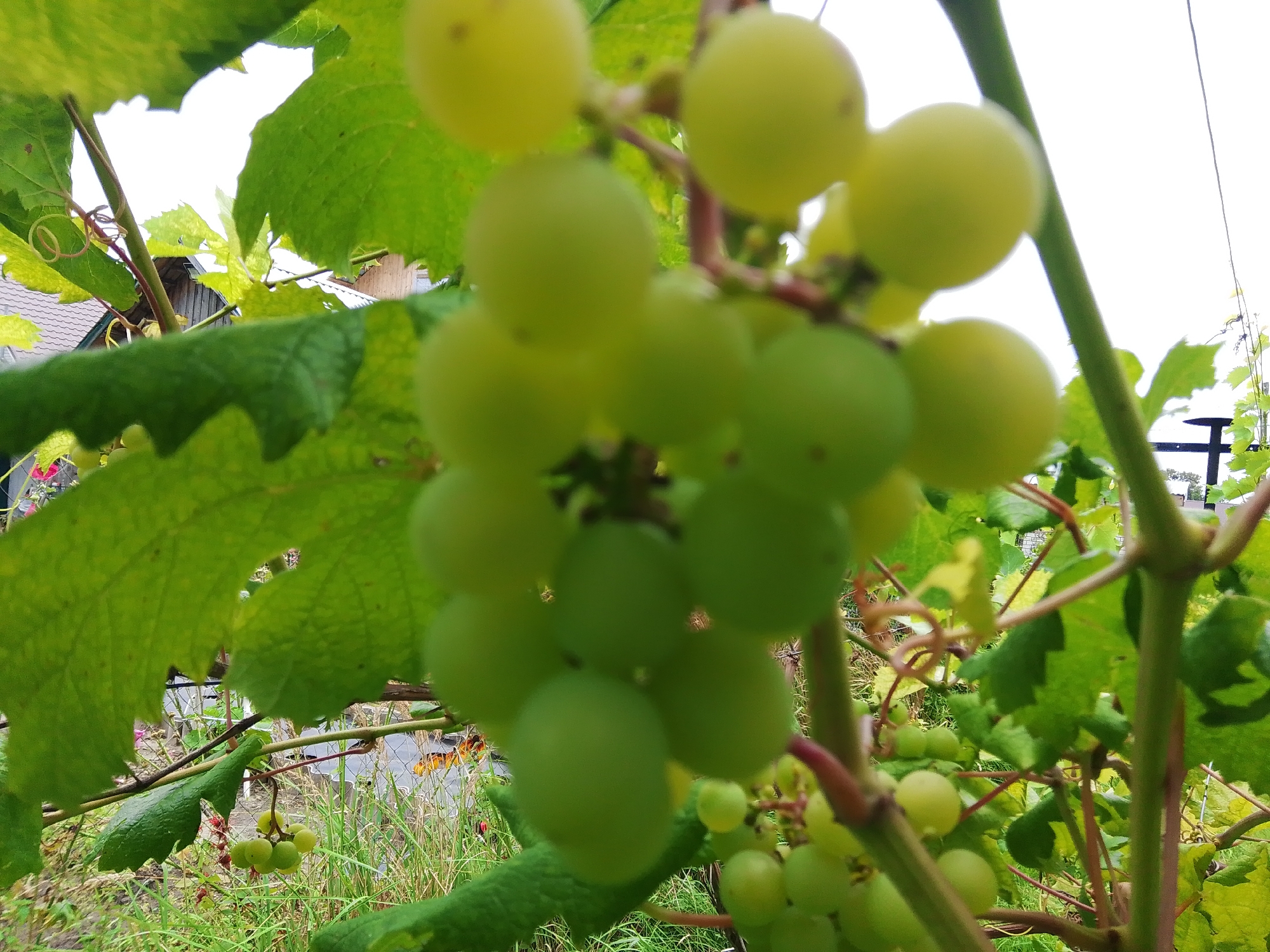 The image shows a close-up view of unripe green grapes on a vine, with lush green leaves. In the background, there is a hint of a building with a tiled roof, suggesting a rural or suburban setting. The sky is overcast and bright white. The overall scene is one of nature, with the focus on the developing fruit. The image was taken outdoors in the city of Dobrograd, Russia.