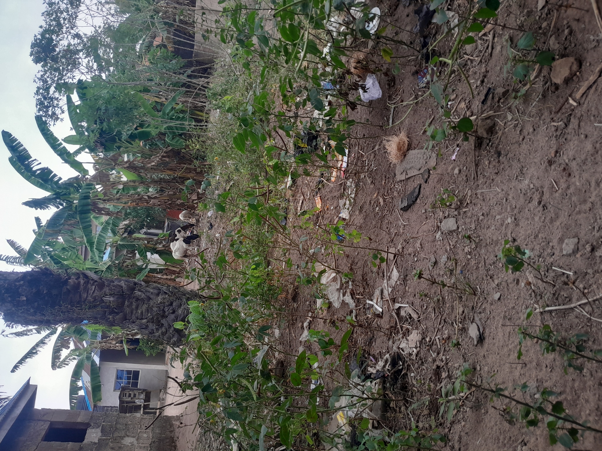 This image depicts an outdoor scene in Ifo, Nigeria, characterized by an unpaved, reddish-brown dirt ground with sparse green foliage in the foreground. Scattered across the ground are various pieces of refuse, including white plastic bags, wrappers, and organic debris like dried fibers. In the midground, three goats are observed foraging: two predominantly white goats with brown/black markings, and one darker-colored goat, all positioned near a large, rough-barked palm tree trunk. Behind the goats and the palm tree, dense tropical vegetation, primarily featuring several tall banana trees with large green and dried leaves, forms a natural screen. To the left background, two residential structures are visible: an unfinished concrete block building with an open window aperture, and a smaller, completed structure with light-colored walls, a blue corrugated metal roof, and a single blue-paned window. A small, elevated wooden structure is situated near the finished building. The sky above is overcast. No human presence is observed.
