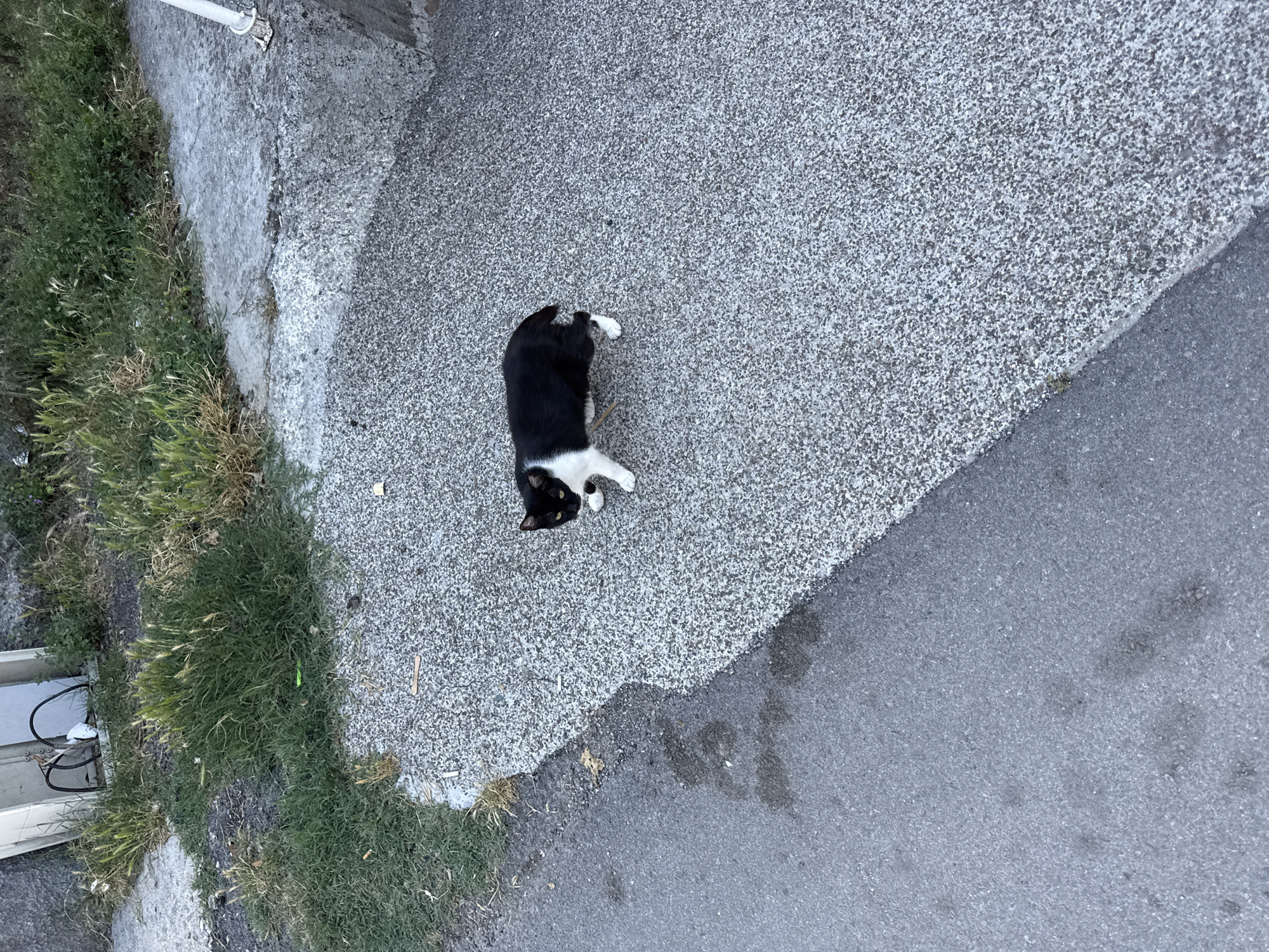 A black and white cat stands on a gravel-covered walkway next to an asphalt surface. The cat is facing to the right, with its body partially turned. It has white paws and a white chest and muzzle. Green grass and weeds grow along the edge of the walkway and behind it, where a white utility box with black wires is visible. The scene appears to be in an outdoor urban environment.
