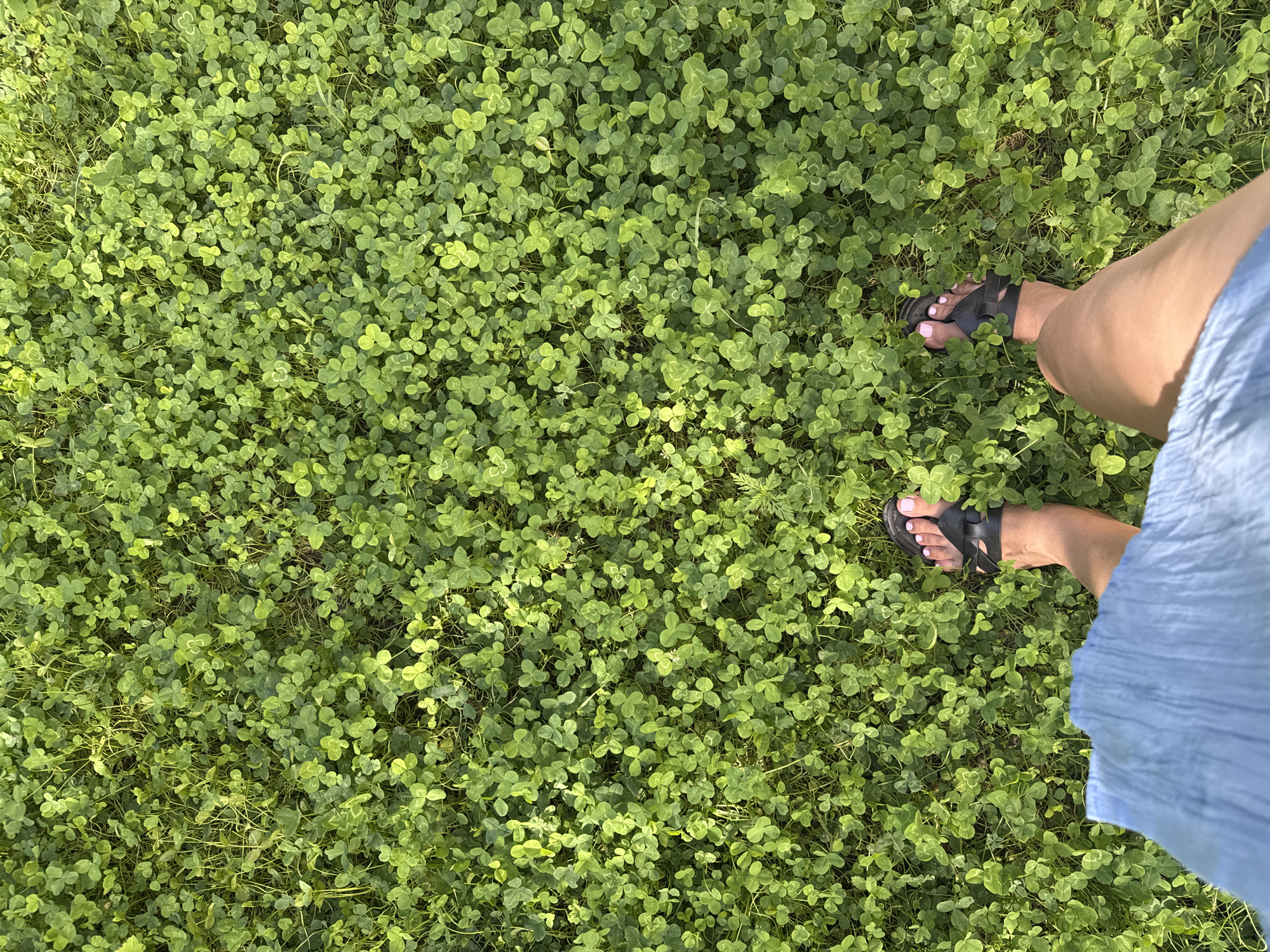 The image shows a person's legs and feet standing in a dense field of green clover. The person is wearing black sandals and a light blue skirt. The clover covers the ground completely, with some blades of grass interspersed. The lighting suggests it is daytime, and the sun is casting shadows on the clover. The scene is located in Orlivshchyna, Ukraine.