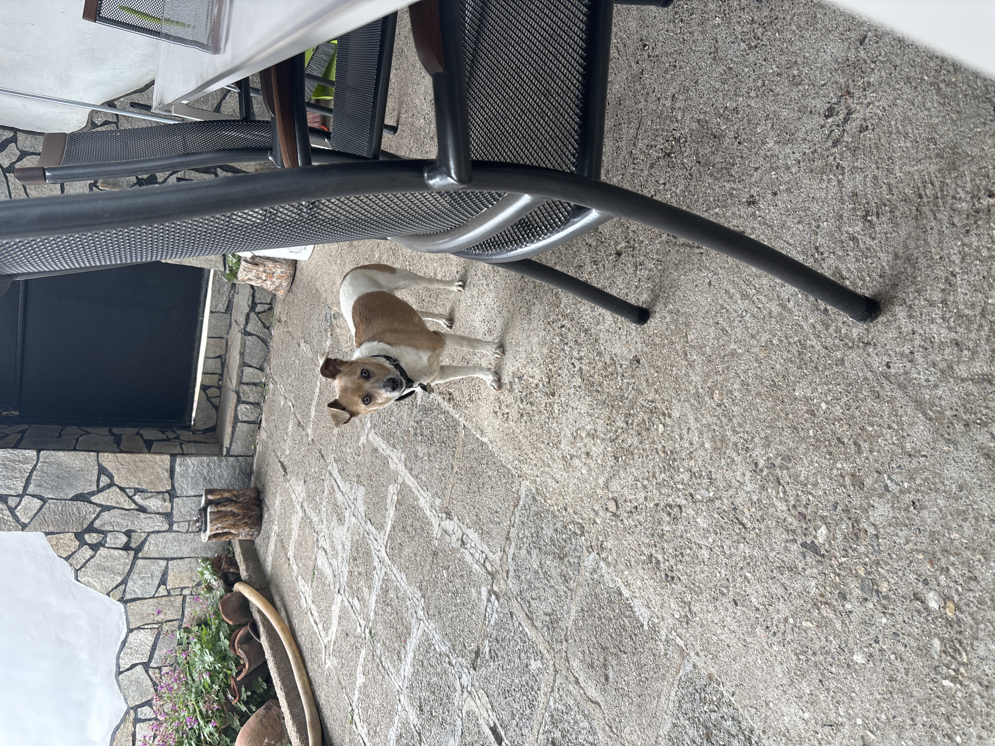 A tan and white dog wearing a black collar is looking at the camera while standing on a gray concrete patio. The patio is paved in a cobblestone pattern. Part of an outdoor dining set with a dark gray metal frame is visible above the dog. In the background, a stone wall is visible, with a dark-colored door or window opening. A large terracotta pot with green plants and some small purple flowers sits along the stone wall. Small pieces of cut wood are near the base of the wall. The location is Novo Zhelezare, Bulgaria.