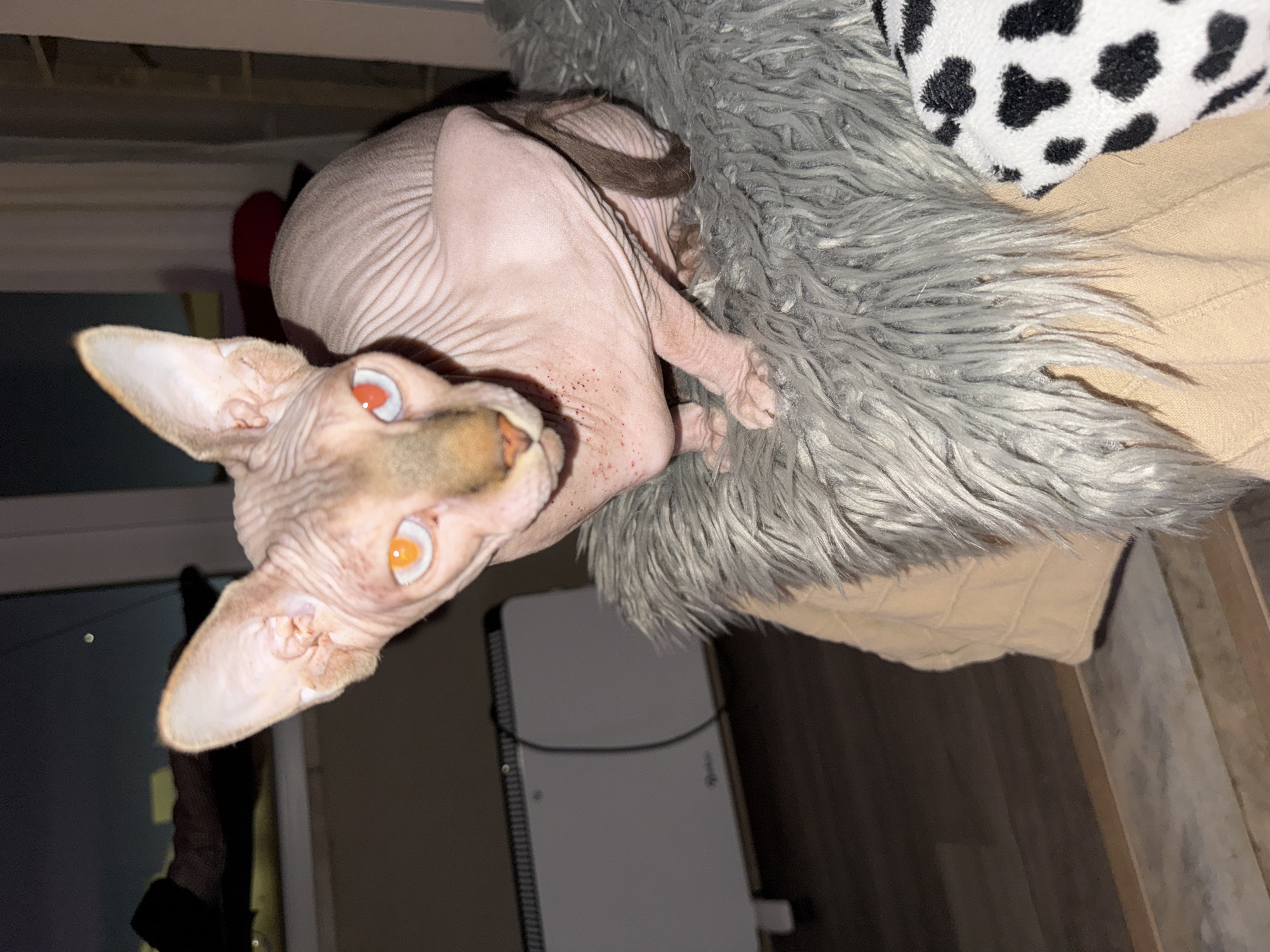 A hairless cat with orange eyes is lying on a gray, furry cushion, a tan blanket, and a black and white cow-print patterned cushion. The cat is facing the camera. A white appliance, possibly a heater, is visible in the background. The image appears to be taken indoors. Location in Figueira da Foz, Portugal is not discernible from the image.
