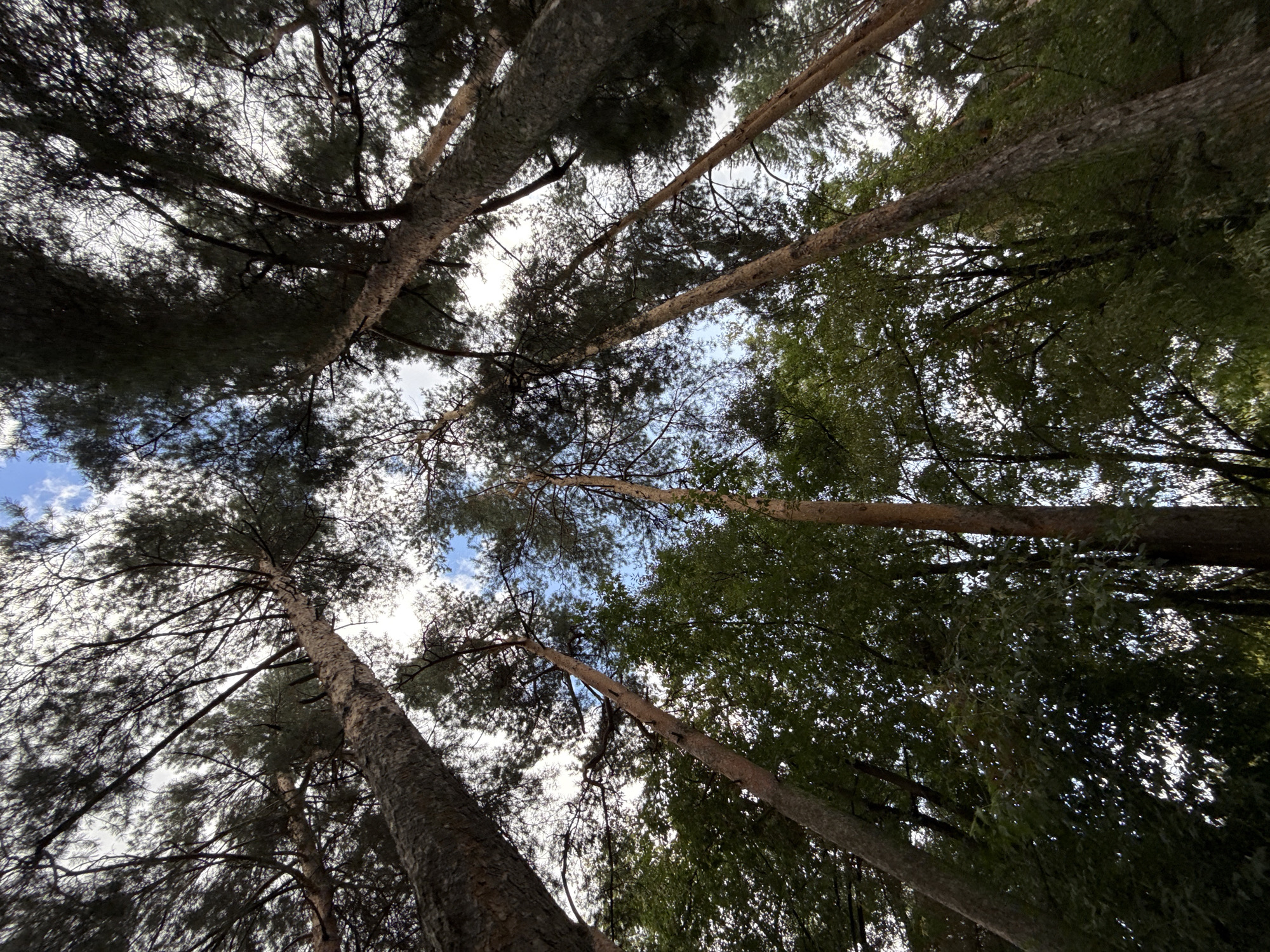 This is a low-angle, wide shot taken from the ground, looking up into a forest canopy. Tall, slender pine trees with rough bark dominate the frame, their branches and needles creating a dense network against a pale blue sky dotted with white clouds. The light filtering through the leaves and needles suggests it is daytime, likely late morning or early afternoon. The overall impression is one of being immersed in nature, surrounded by the towering presence of these trees. The scene is not clearly identifiable as being within the city of Moscow, Russia, but it depicts a natural woodland environment. There are no people or animals visible in the image.