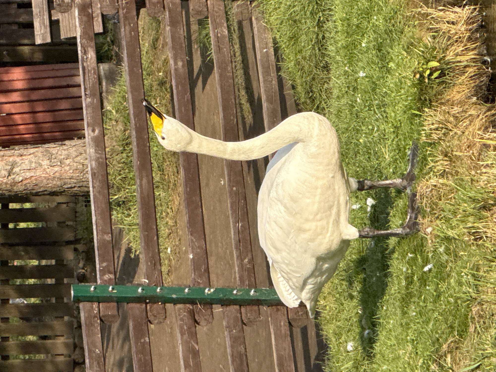 A white swan stands in green grass near a wooden fence. The swan has a yellow beak and black legs. The fence is made of brown wooden planks. Behind the fence, a tree trunk is visible, as well as a red wooden structure. The ground is covered in grass and some fallen feathers. The image appears to be taken outdoors in daylight. The location is the city of Korobovo, Russia.