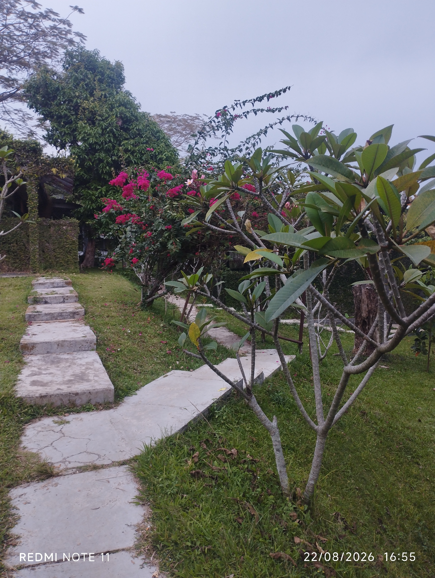 The image depicts a garden path lined with concrete stepping stones that ascend a gentle slope. Lush green grass borders the path, with scattered dry leaves and fallen pink petals. In the foreground, a frangipani tree with grey, gnarled branches and green leaves is prominent. Behind it, a vibrant pink bougainvillea bush adds a splash of color. Further back, a large, leafy green tree stands tall. The scene is set against a backdrop of an overcast sky. The timestamp in the bottom right corner indicates the photo was taken on August 22, 2026, at 16:55. The text "REDMI NOTE 11" is visible in the bottom left corner. This appears to be a tranquil outdoor setting, potentially a garden or park area, consistent with the climate and vegetation found in Subang, Indonesia. There are no people or animals visible in the image.