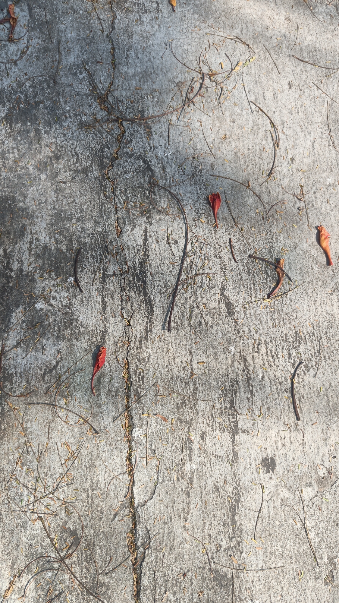 The image shows a close-up, overhead view of a cracked concrete surface, likely a sidewalk or pavement, in Jekulo, Indonesia. Scattered across the surface are dried leaves, twigs, and a few vibrant red and orange flower petals. The concrete itself is weathered, with darker patches and lighter, sun-bleached areas. A prominent crack runs diagonally across the image, filled with debris. The lighting suggests it is daytime, with sunlight casting shadows and highlighting textures on the ground. There are no people or active subjects visible in the scene.