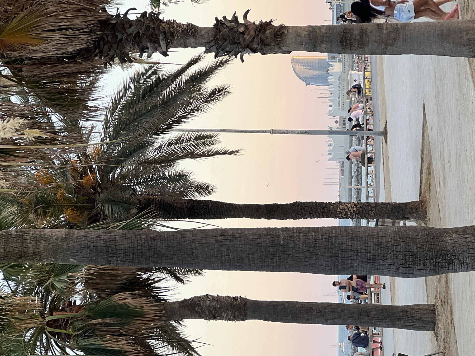 The image depicts a seaside promenade lined with palm trees. In the foreground, the textured trunks of several palm trees dominate the frame, with their fronds extending upwards and to the sides. Beyond the trees, a beach and a walkway are visible, with a few people scattered throughout. Further in the background, a modern building with a curved roofline is identifiable, suggesting an urban coastal setting. The sky is a soft gradient of pink and pale yellow, indicating either sunrise or sunset. A lamp post is also visible in the middle ground.
The subjects in the image are primarily palm trees and a few people engaged in leisure activities. Some individuals are walking, while others are seated on benches or near the waterfront. The overall scene suggests a relaxed atmosphere, likely a public space enjoyed by locals and tourists. The time of day is either early morning or late evening, given the soft lighting and sky colors. The presence of the distinctive building and the general aesthetic strongly suggest Barcelona, Spain. No visible text is discernible in the image.
