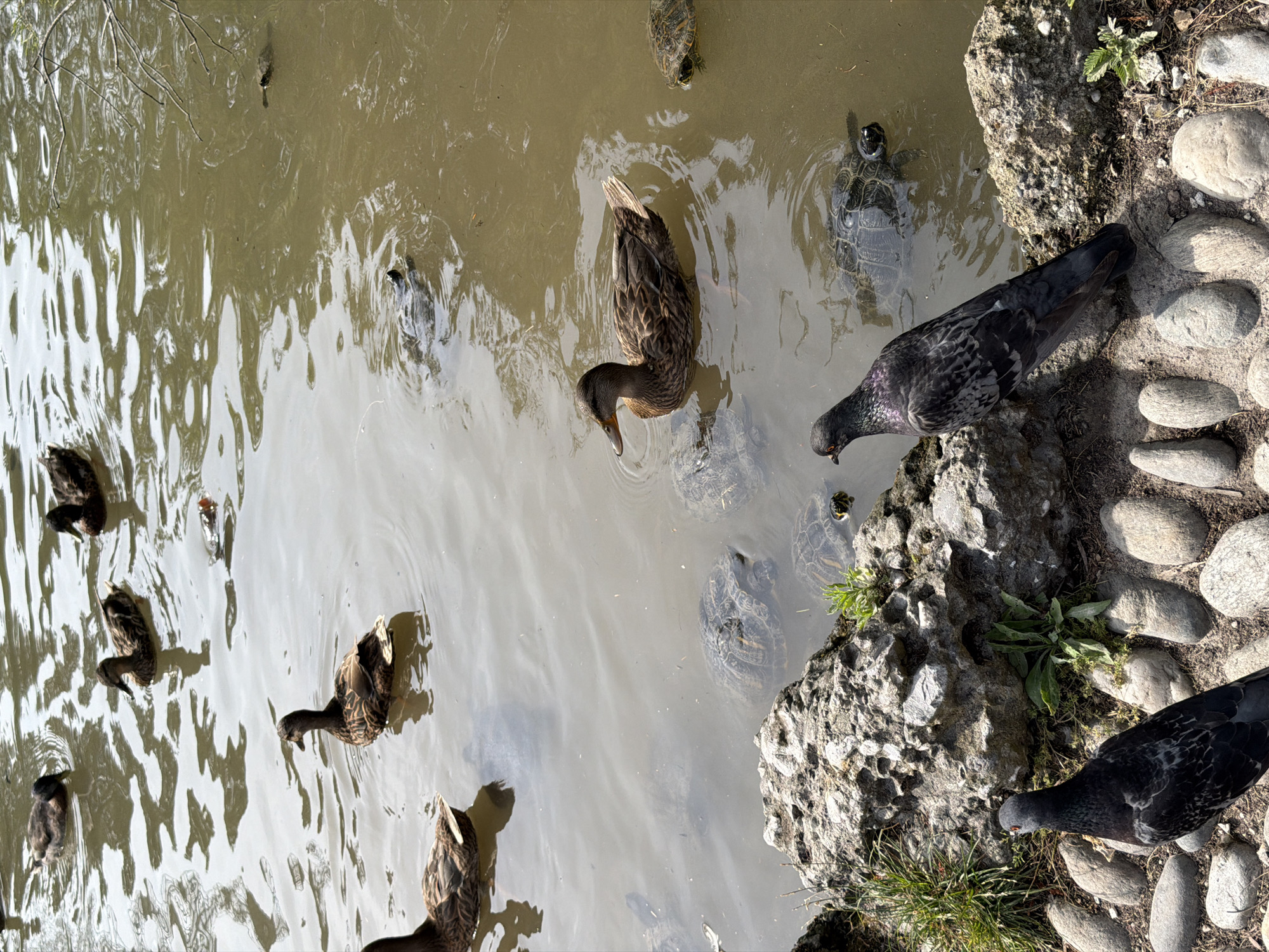 The image depicts a pond in Milan, Italy, with several ducks and turtles swimming in the murky water. On the bank, two pigeons are visible, one in the foreground and another further back. The pond is surrounded by rocks and some vegetation. The sunlight is casting reflections on the water's surface, indicating it is daytime.