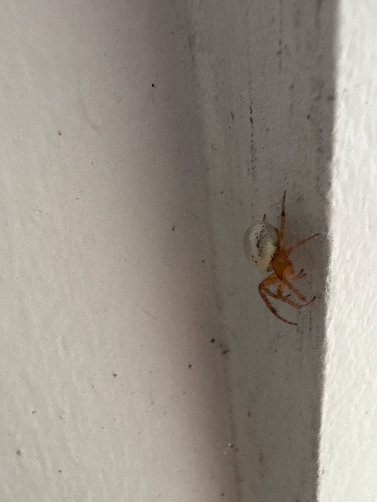 A small spider with a pale, bulbous abdomen and reddish-brown legs is perched on a textured, off-white surface, likely a wall, near a corner. The spider is oriented with its legs spread, gripping the surface. The background is out of focus, with subtle variations in shading suggesting ambient light. The scene appears to be an indoor or sheltered outdoor location within the city of Palmetto, United States.