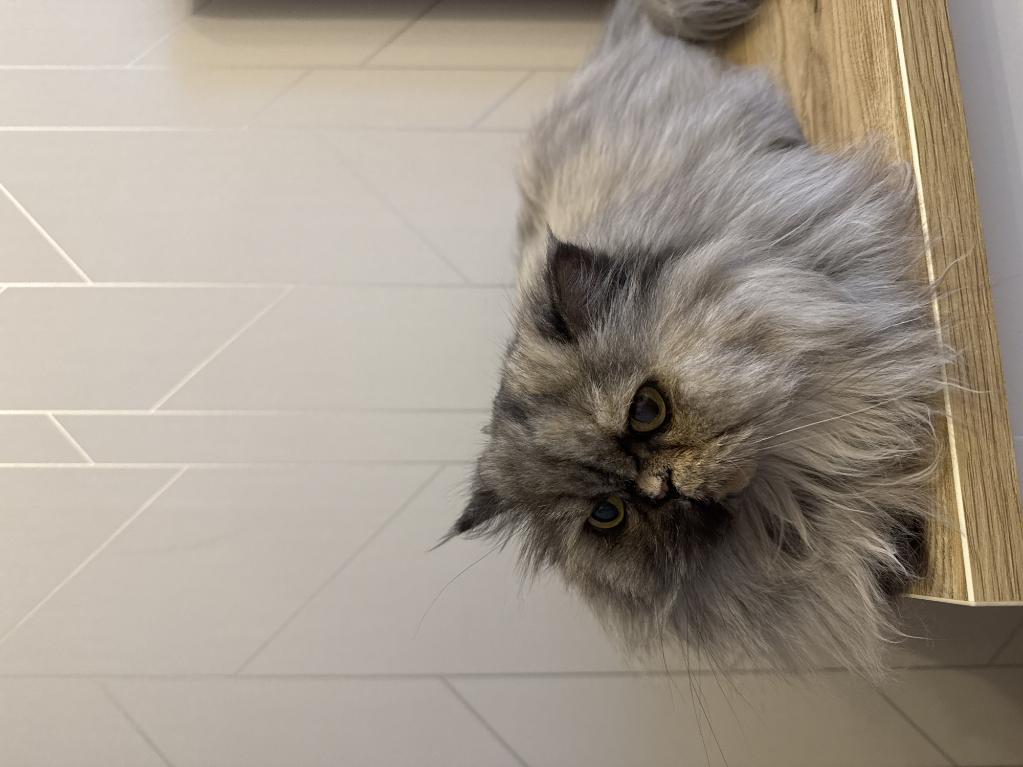 A fluffy gray Persian cat is lying on a wooden surface, likely a table or shelf, in an indoor environment. The cat's face is prominent, with its golden eyes looking towards the camera. The background consists of white tile with a linear pattern. The location is not discernible.