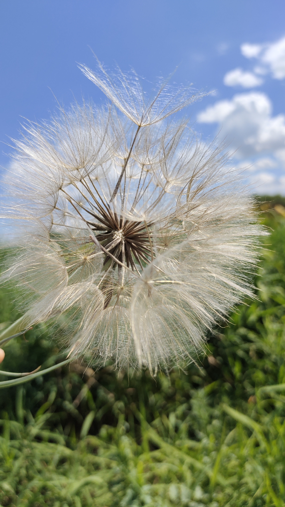 A close-up, vertical, outdoor shot captures a large, fluffy dandelion seed head against a bright blue sky with scattered white clouds. The dandelion's white, feathery seeds extend outwards, with some caught in the wind. The background is a blur of green grass and foliage, suggesting a field or park. The image was taken in Taldykorgan, Kazakhstan. There are no people or animals visible in the frame. The lighting is natural and bright, indicating daytime.