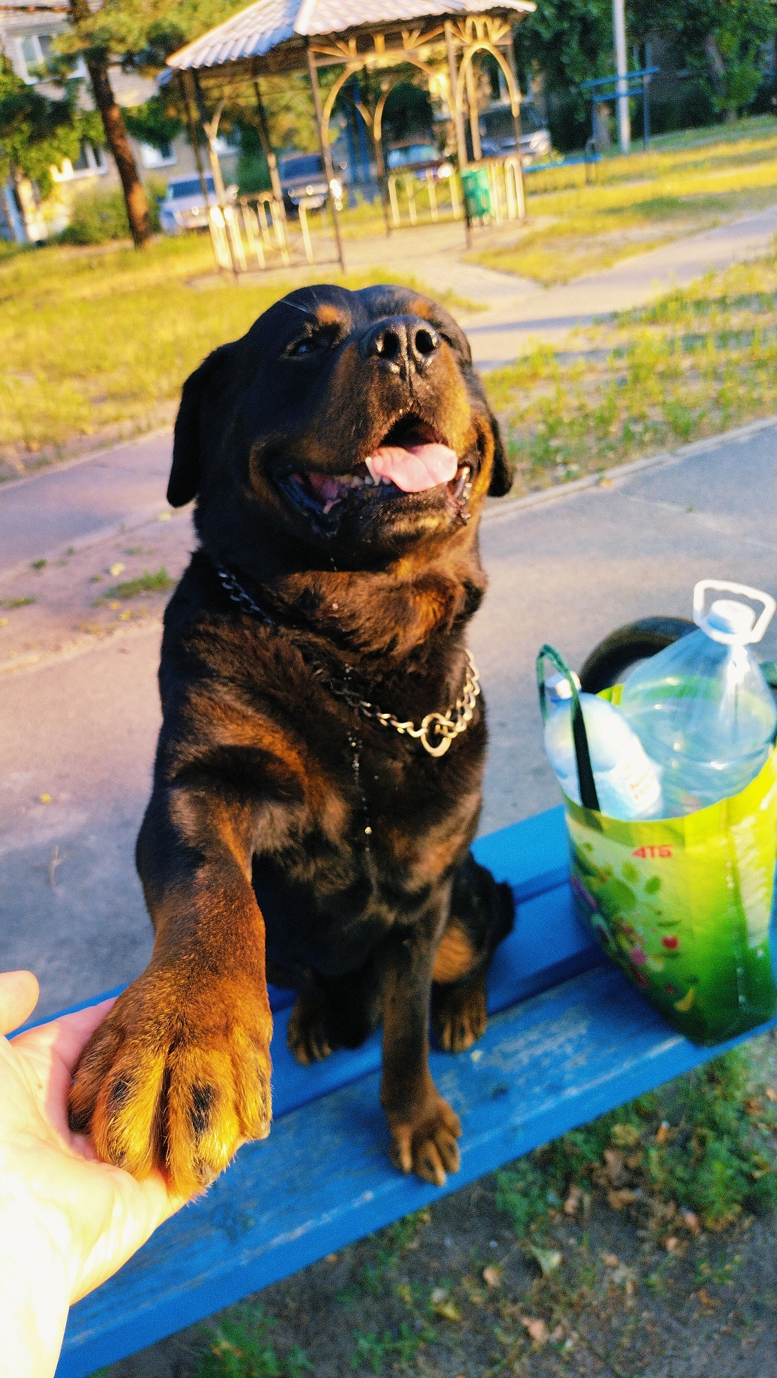 The image shows a Rottweiler dog sitting on a blue bench in an outdoor public space, likely a park or courtyard, in Horishni Plavni, Ukraine. The dog is looking up and to the left with its mouth open, panting. Its right paw is extended forward and resting on a person's hand, which is visible in the lower left corner of the frame. The dog is wearing a silver chain collar. To the right of the dog on the bench is a green and yellow reusable shopping bag containing two large plastic bottles of water. In the background, there is a gazebo structure with a white roof, trees, and buildings. The lighting suggests it is late afternoon or early evening, with warm, golden sunlight illuminating the scene. The ground is paved, with some grass and fallen leaves visible.