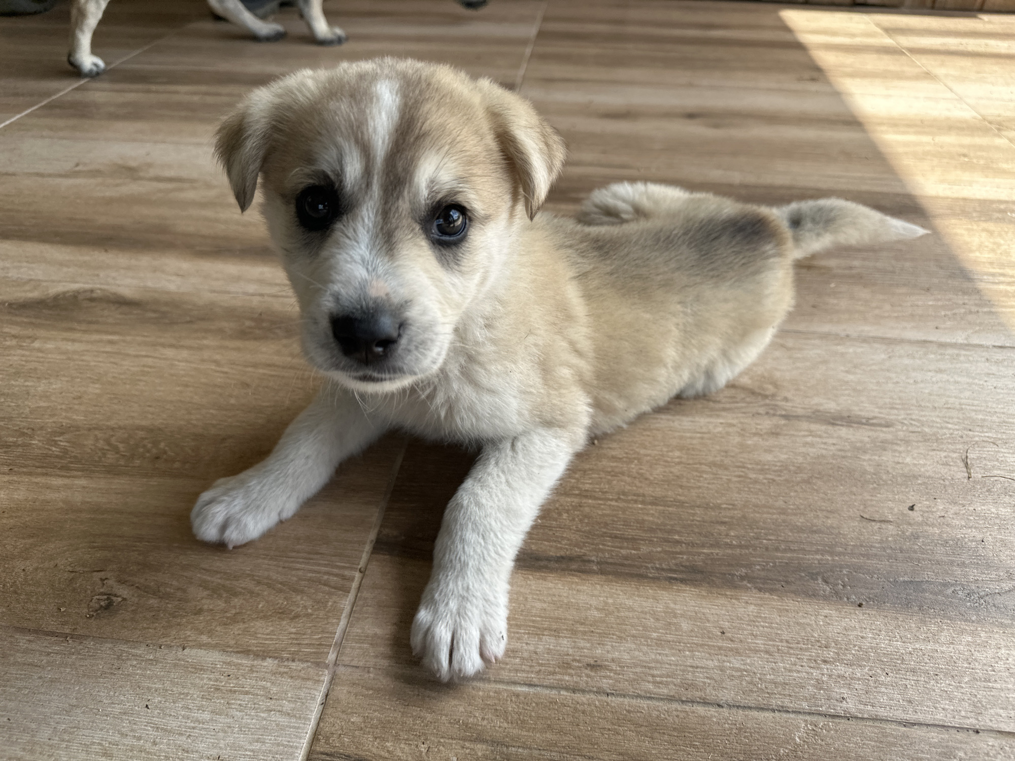A small, light brown and white puppy is lying on a light brown wood-look floor. The puppy is facing the camera, with its front legs extended forward. The puppy has dark eyes and a black nose. Another puppy's legs can be seen in the background. The location is Mrachenik, Bulgaria.