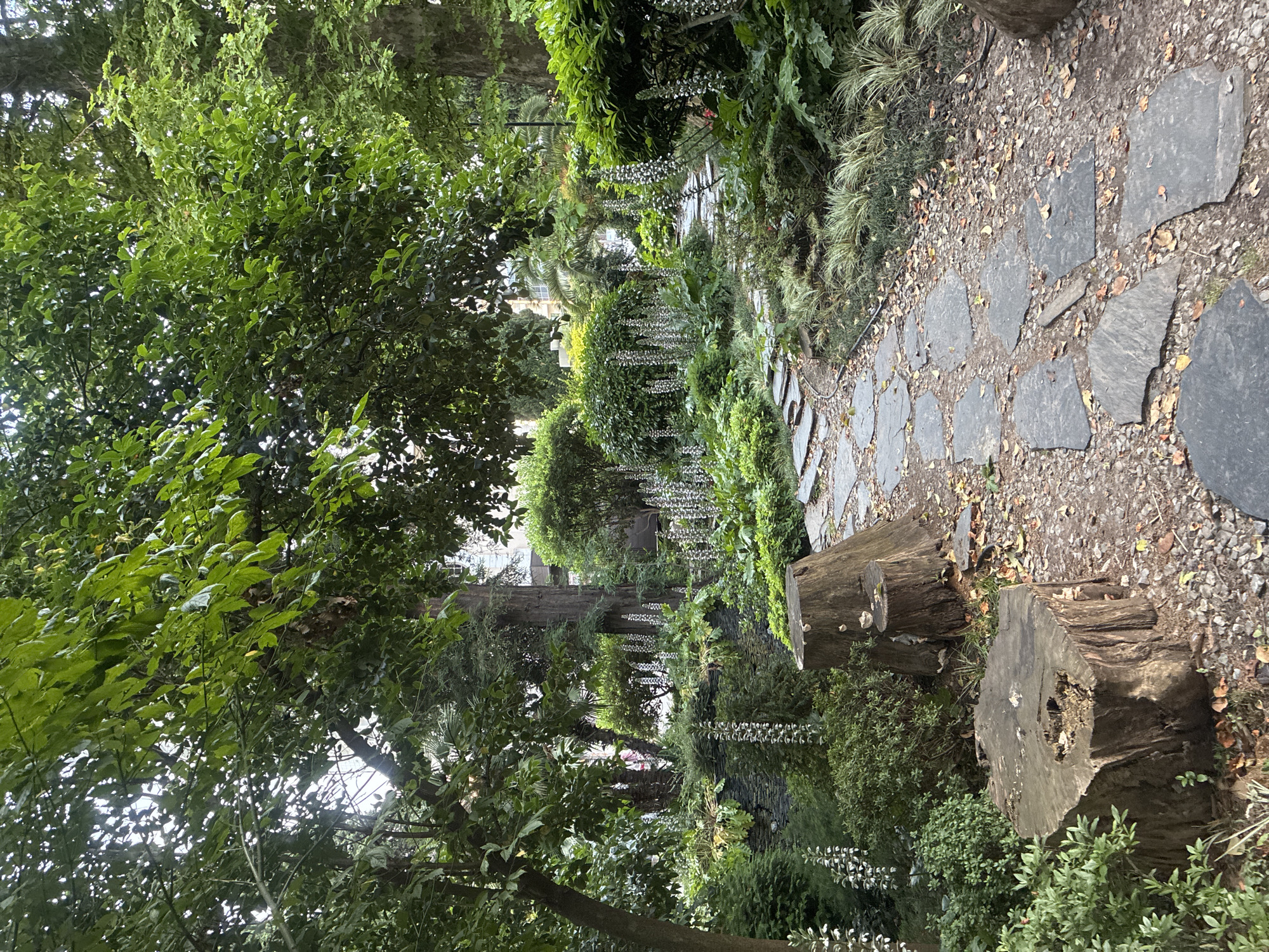 This is a vertical, eye-level, full shot of a lush, green garden with a stone pathway winding through it. The garden is densely planted with a variety of foliage, including trees, bushes, and flowering plants. Tall, slender white flowers are a prominent feature, growing in clusters along the pathway and in the background. The pathway is made of irregular, flat grey stones, some of which are partially covered by fallen leaves. Two large tree stumps are visible in the foreground, one larger than the other and situated closer to the viewer. The stumps appear weathered and hollowed out in places. The overall impression is one of a well-maintained, naturalistic garden setting. The environment suggests a temperate climate, given the abundant plant life and presence of fallen leaves.
