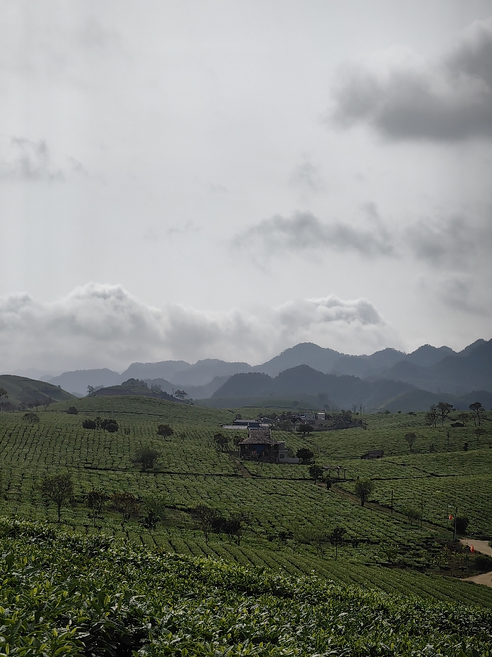 The image presents an expansive, undulating landscape of tea plantations in Nông trường Mộc Châu, Vietnam, under an overcast sky. The foreground and midground are dominated by meticulously cultivated tea bushes arranged in distinct rows, covering numerous rolling green hills. Scattered individual trees with sparse foliage are interspersed throughout the tea fields. Towards the center-right midground, a small cluster of structures is visible, including approximately half a dozen buildings, one of which is a prominent two-story structure featuring a dark, pitched roof and lighter-colored walls. A dirt or gravel path winds through the plantations on the far right, marked by a red and yellow flag affixed to a pole. In the background, multiple layers of mountains recede into the distance, appearing as progressively darker and hazier silhouettes. Low-lying white and grey clouds or fog partially obscure the upper slopes and peaks of these distant mountains, merging with the grey, cloudy sky that fills the upper portion of the frame. No individuals or animals are present.