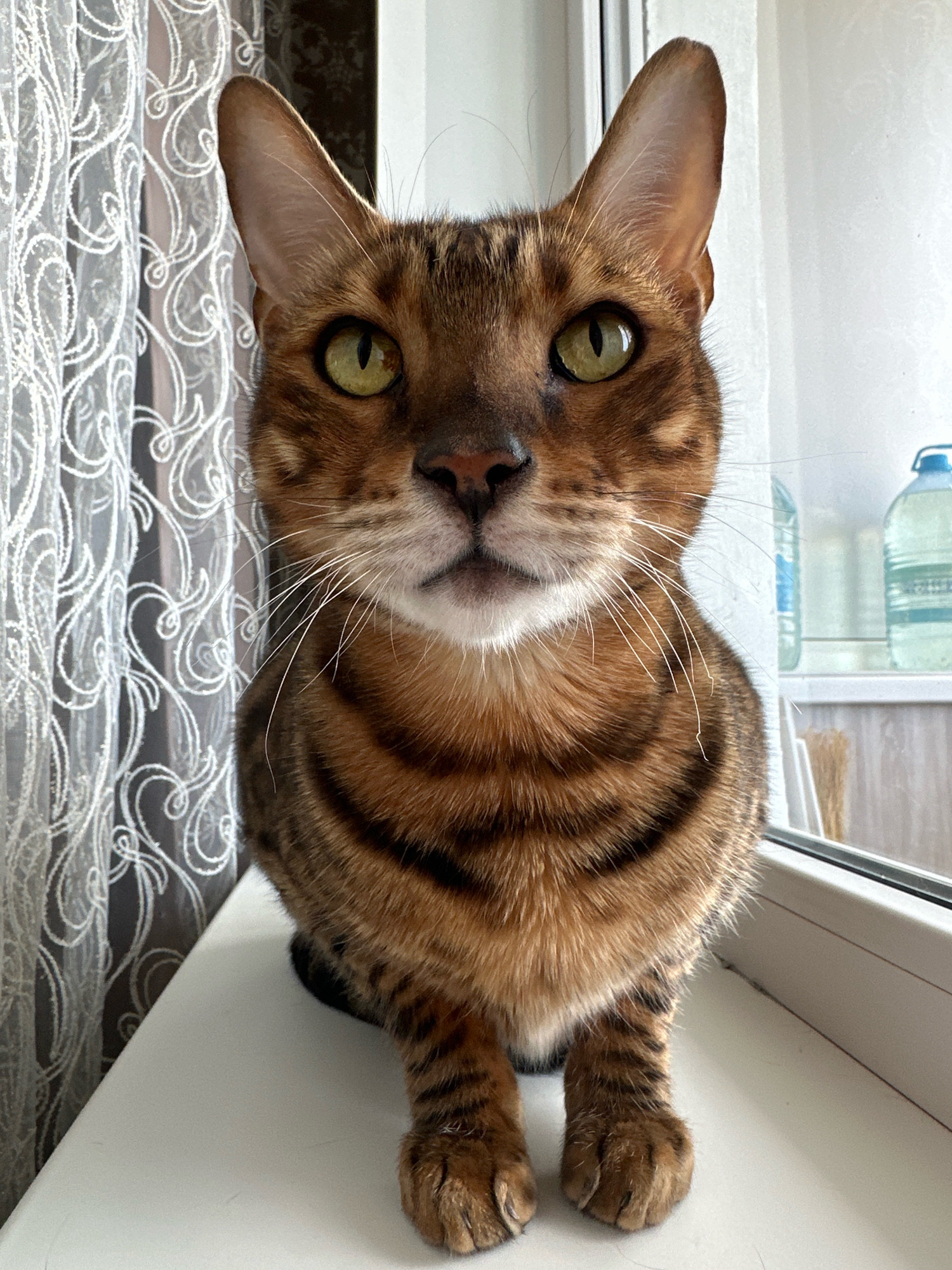 A Bengal cat sits on a white windowsill, facing the camera directly. The cat has green eyes and a distinctive spotted coat pattern. Behind the cat, a sheer white lace curtain hangs to the left, and a window with several large plastic bottles of liquid is visible to the right. The cat is positioned in the center of the frame, with its paws tucked underneath its body. The lighting suggests it is daytime. The environment appears to be an indoor setting, possibly an apartment, in Energetik, Russia.