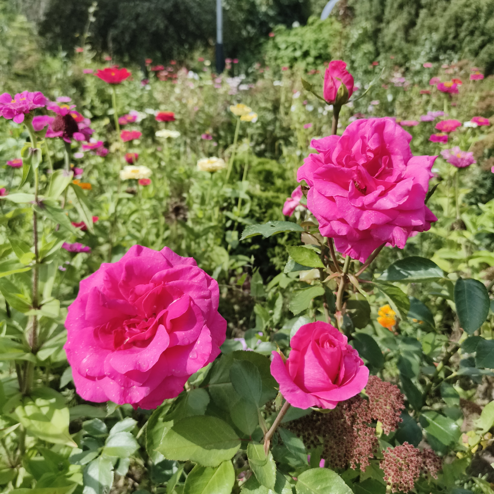 This is a medium-shot, eye-level, natural light photograph of a flower bed in an outdoor urban setting, possibly Chaikovsky, Russia. The foreground is dominated by several bright pink roses, with two fully bloomed roses and a smaller bud. The rose on the left is large and fully open, showing detailed petal texture and some water droplets. To its right and slightly further back is another large, open pink rose. A smaller, tightly furled pink rose bud is positioned above and to the right of the second rose. The background is a blur of greenery and various flowers, including some red and white zinnias, suggesting a cultivated garden area. The environment appears to be a sunny day, with the light creating shadows and highlighting the textures of the petals. No people or animals are visible in the image. The general impression is one of a well-maintained floral display within a park or garden.