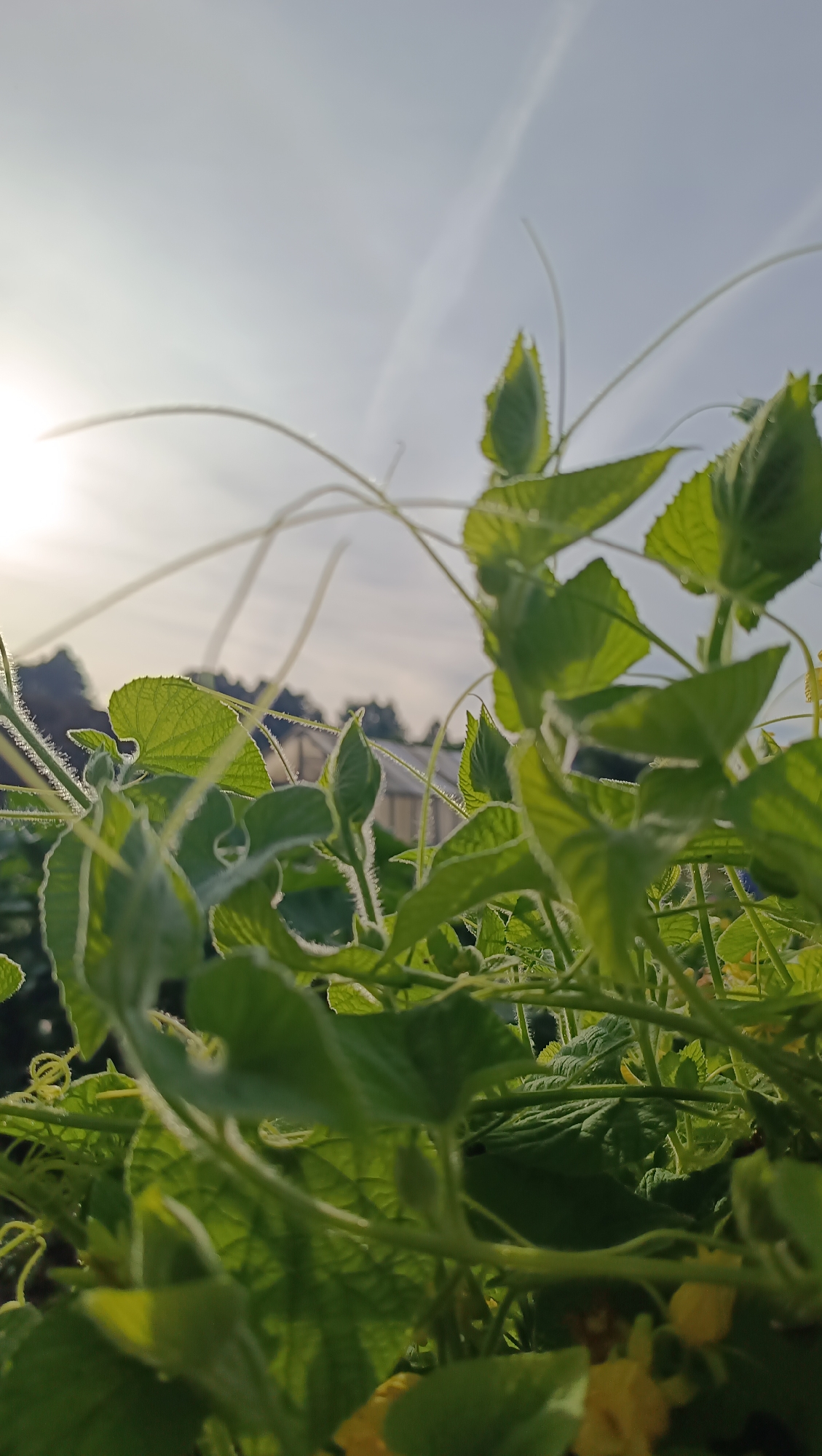 In Karsha, Russia, a close-up, low-angle shot captures the vibrant green foliage of a plant, possibly a cucumber plant, bathed in the soft light of the morning sun. The foreground is dominated by the intricate details of the leaves and delicate tendrils, some of which are adorned with fine, white hairs. The leaves display a slightly serrated edge and prominent veins, with a few unfurling buds hinting at future growth. In the background, a hazy, pale sky is visible with faint wisps of clouds. The blurred outlines of trees and a greenhouse structure can be discerned, suggesting an outdoor setting, likely a garden or a farm. The overall impression is one of natural beauty and the promise of a new day.