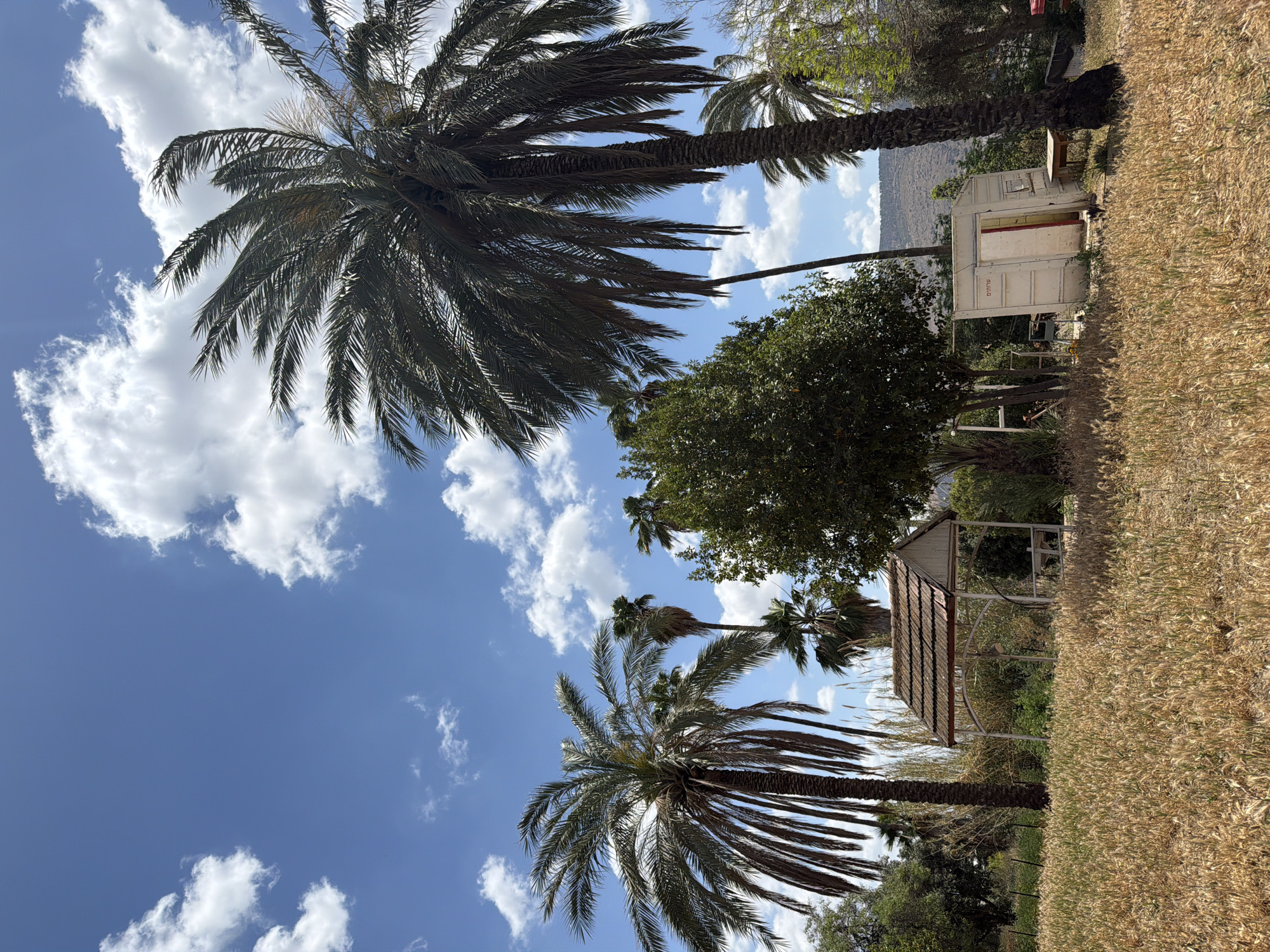 A palm tree dominates the left side of the image, juxtaposed against a partly cloudy sky. Another palm tree appears further to the right. In the midground, a white container is visible behind a dense green tree. Adjacent to the container, a small structure with a tiled roof stands amidst overgrown vegetation and dry grass. The scene is located in the Gilboa Regional Council, Israel.