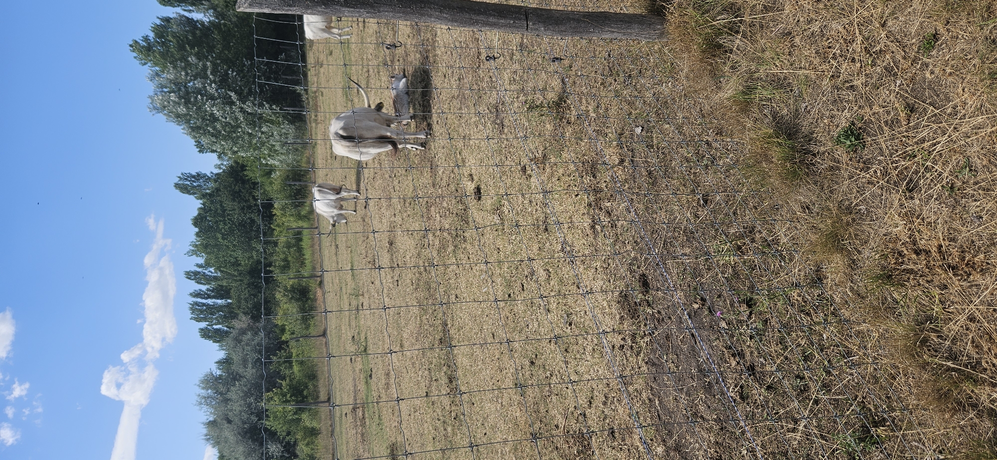 In Keszthely, Hungary, a wire fence encloses a dry, grassy field under a bright blue sky with scattered white clouds. Three light-colored cattle are visible within the fenced area. One cow stands in the middle ground, facing away from the camera. To its left, another cow is grazing. In the foreground, a calf lies on the ground near the standing cow. The background features a line of trees.