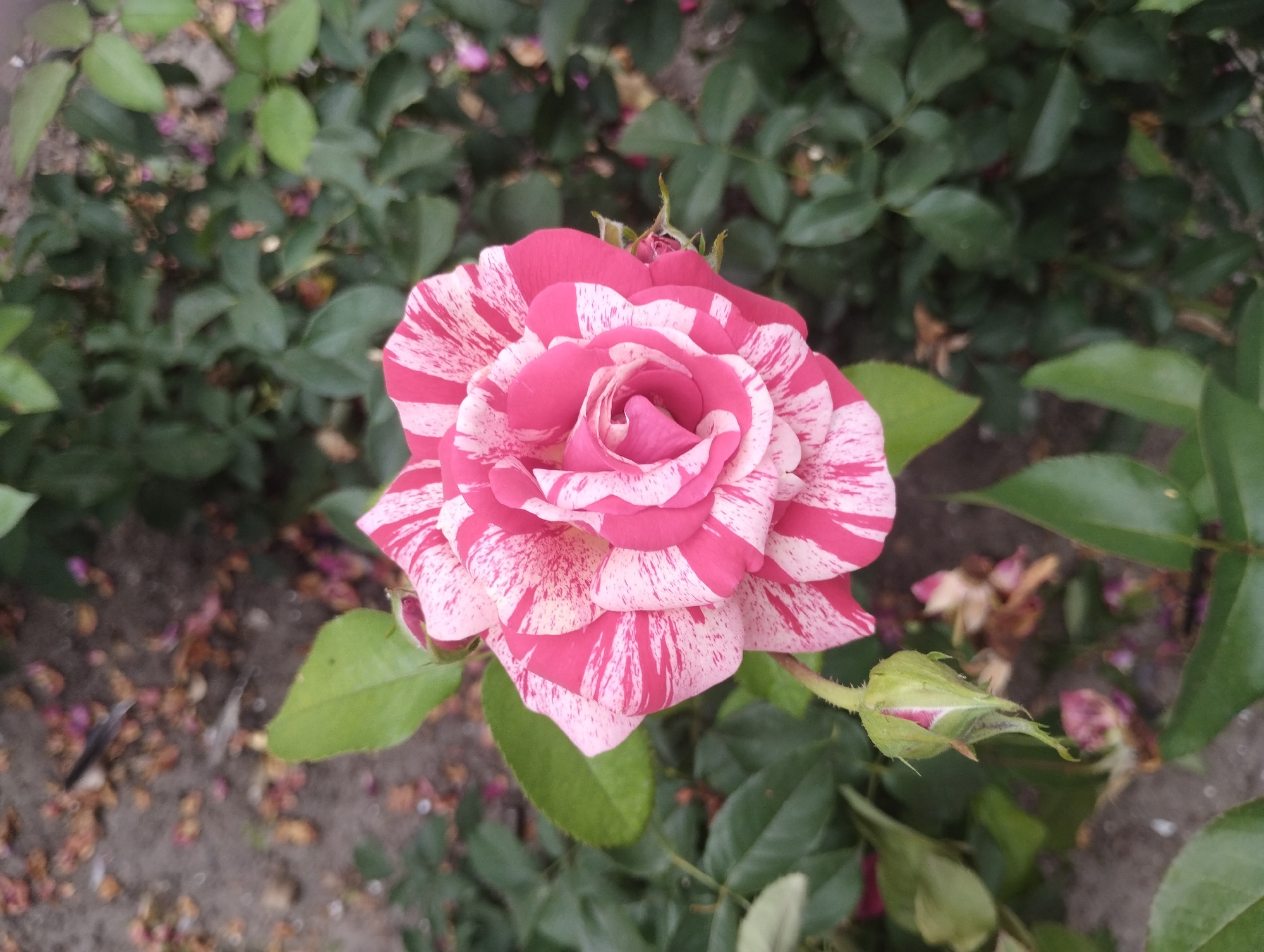 A close-up, high-angle shot shows a striped pink and white rose in full bloom, centered in the frame. The rose has a layered petal structure with a tight swirl at its core. To the lower left of the bloom, a single green rosebud with pink highlights is visible. The background is a mix of dark green rose leaves and a gray, pebbly ground with scattered fallen rose petals in shades of pink and brown. The overall scene depicts a rose bush in an outdoor urban setting. The presence of a rose bush strongly suggests a park, garden, or residential area within the city of Sumy, Ukraine. There are no people or animals visible in the image.