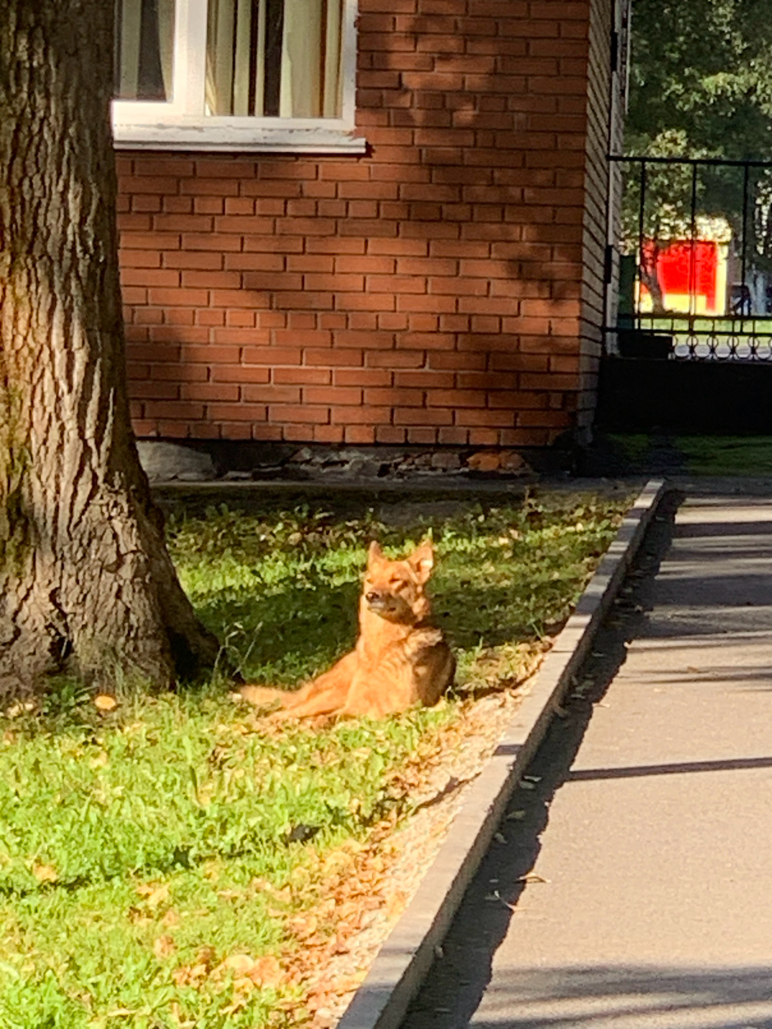 In Prokopyevsk, Russia, a ginger dog is seen lying on the grass in a patch of sunlight near the base of a tree. The dog is facing towards the camera with its head slightly tilted. Behind the dog and the tree is a red brick building with a white-framed window. To the right of the building, a black metal fence encloses an area with trees and a bright red structure visible through the fence. A concrete sidewalk runs along the edge of the grassy area, with shadows cast across it. The overall scene depicts a typical urban environment on a sunny day.