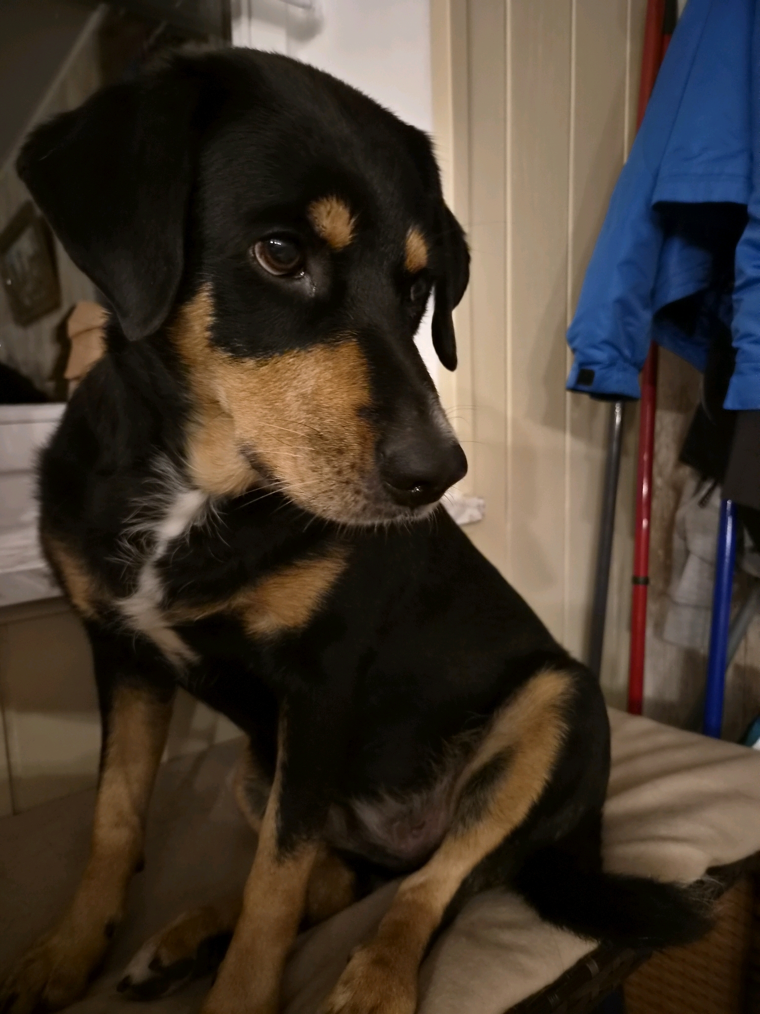 A medium-sized dog with black and tan fur is sitting on a light-colored cushion. The dog has floppy ears, brown eyes, and a white patch of fur on its chest. In the background, there is a wall with vertical panels, a blue jacket hanging on a rack with two poles, one red and one blue. The environment appears to be indoors, possibly a home in Schiffdorf, Germany.