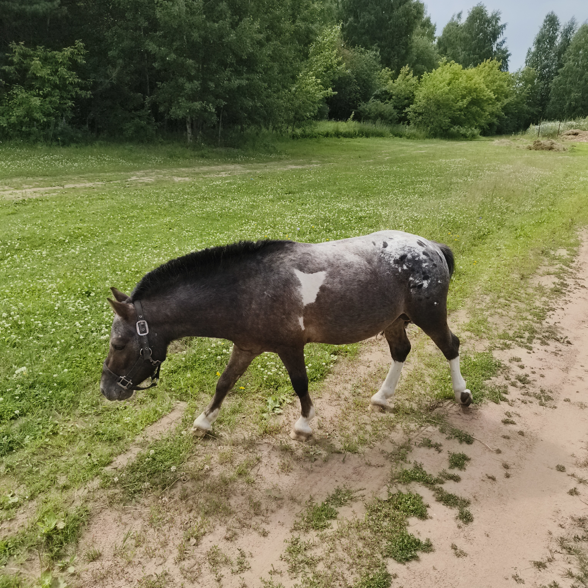 In an outdoor scene, a dappled gray horse walks along a sandy path bordered by lush green grass dotted with small white wildflowers. The horse, with a dark mane and tail, exhibits a distinctive white blaze on its flank and white markings on its lower legs. It wears a black halter. In the background, a dense line of green trees forms a natural backdrop, suggesting a wooded area. The sky above appears overcast, indicating a cloudy day. The overall impression is one of a tranquil rural setting. The image was captured in Chaikovsky, Russia. No visible text is present in the image.