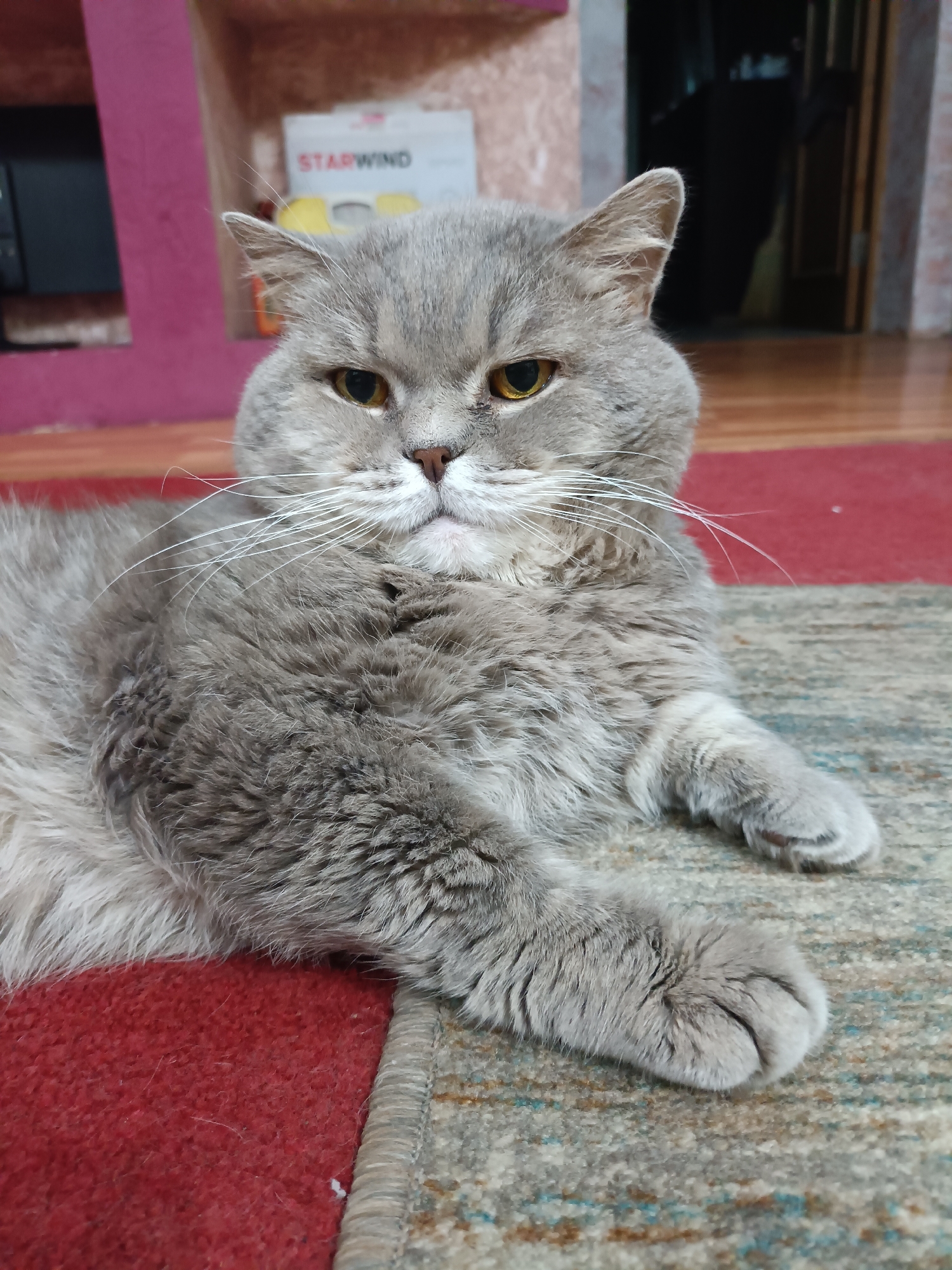 A fluffy grey cat with yellow eyes is lying on a rug in a room. The cat is looking directly at the camera. The background of the image is blurred, but it appears to be a room with furniture and a doorway. The cat is the main subject of the image. There are no people in the image. The image does not provide enough information to determine the location in the city of Bataysk, Russia.