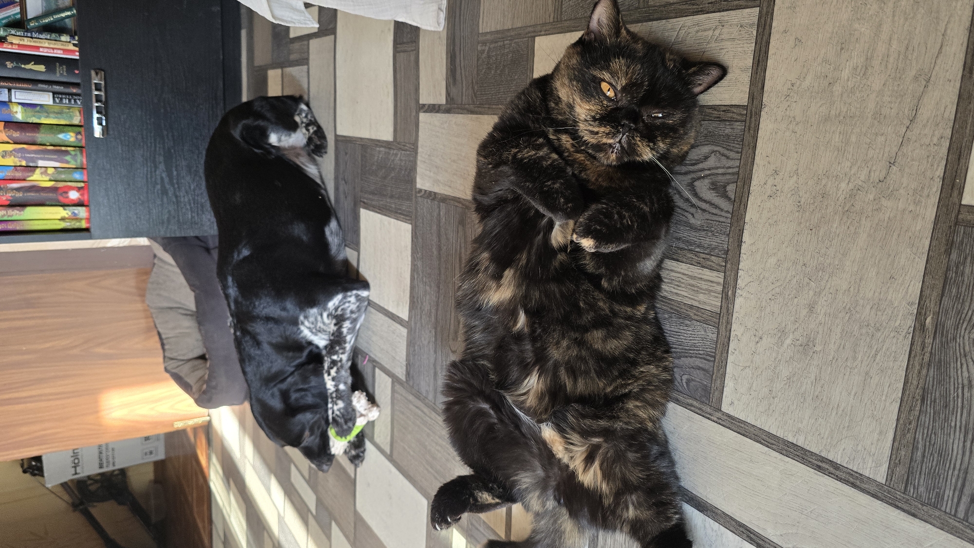 In an indoor setting, likely a residence in Novohuivynske, Ukraine, two domestic animals are present. In the foreground, a tortoiseshell cat is lying on its back on a wood-patterned floor, exhibiting a relaxed posture. Its fur displays a mottled pattern of black, brown, and orange. In the background, a black and white spotted dog is lying down, also appearing at rest. The dog has its head near a dog bed and is partially interacting with a chew toy. The environment is illuminated by natural light, casting striped shadows across the floor from a window or blinds. A bookshelf filled with books is visible to the right, and a large cardboard box with text is positioned in the left background, suggesting a domestic living space.