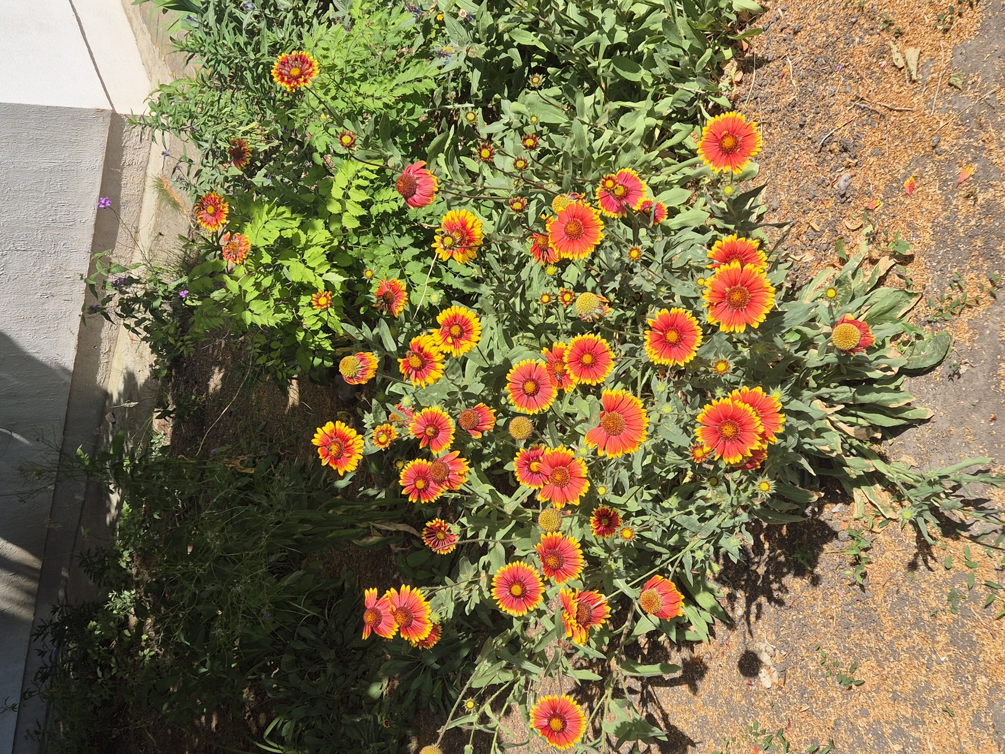 A patch of Blanket Flowers (Gaillardia) with vibrant orange and yellow petals is growing in front of a light-colored building. The flowers are in various stages of bloom, with some fully open and others still budding. The plants are surrounded by green foliage and some dry, brown plant debris on the ground. The scene is illuminated by sunlight, casting shadows from the plants and the building onto the ground. The location is identified as Sozonivka, Ukraine.