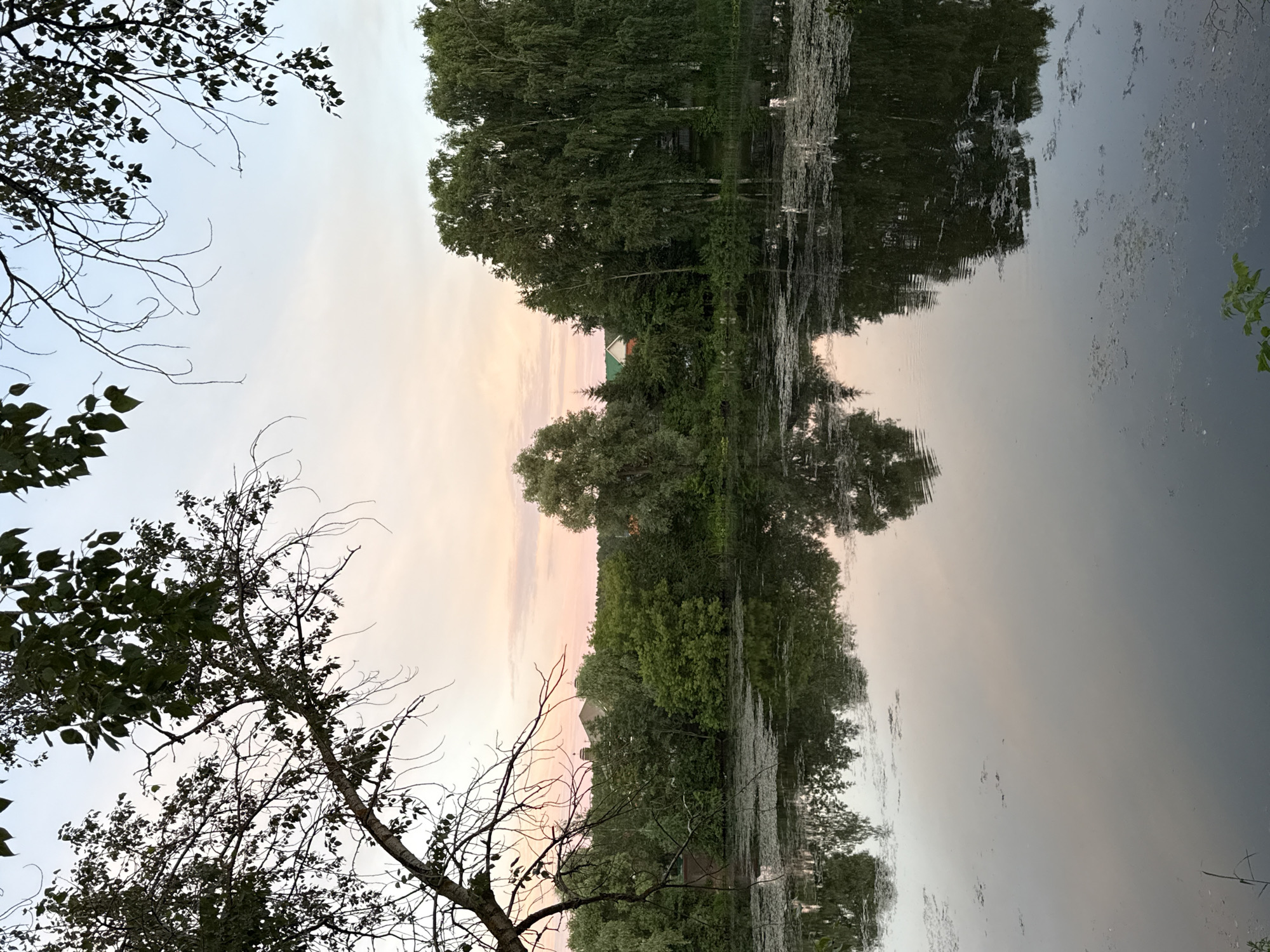 This image depicts a tranquil natural scene at dusk, likely on the Kama River near the city of Chaikovsky, Russia. The foreground is dominated by a dark, still body of water covered in patches of aquatic vegetation, reflecting the twilight sky and the surrounding trees. The middle ground features a dense line of lush green trees, with a few scattered houses with red roofs visible amidst the foliage, indicating human habitation. In the background, the sky displays soft hues of pink and blue, characteristic of sunset or sunrise. The overall atmosphere is serene and peaceful, suggesting a natural landscape on the outskirts of an urban area.