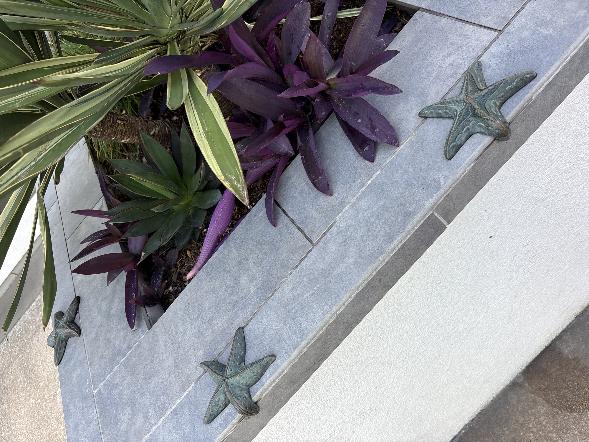 An outdoor garden or landscape feature is depicted from an angled, top-down perspective, showcasing a variety of plants within a raised planter box. The planter is constructed from light gray rectangular tiles, laid in a staggered pattern with visible grout lines.
In the upper left, a large plant with long, strap-like leaves displays a vibrant variegation of green and creamy yellow stripes. Below it, a dark green, spiky-leafed succulent is partially visible. Dominating the center and extending to the right is a cluster of plants with striking deep purple, lance-shaped leaves, some showing small water droplets on their surface.
Adorning the outer edge of the tiled planter are three decorative starfish-shaped ornaments. These metallic figures, possibly made of bronze or brass, exhibit a weathered green and brown patina, suggesting a coastal or marine theme.
The planter borders a textured white wall, likely stucco, which runs diagonally across the lower right portion of the frame. Beyond the white wall, a darker, possibly tiled or concrete, ground surface is partially visible. The scene is bathed in natural daylight, and there is no human activity or visible text. The overall arrangement suggests a well-maintained, decoratively themed outdoor space, fitting for a coastal location like Huntington Beach, United States of America.
