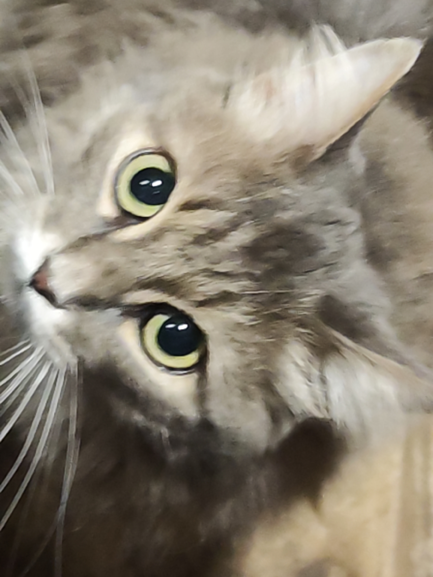 A close-up image shows the face of a gray tabby cat with bright yellow-green eyes. The cat's nose is a light pink. Its whiskers are long and white. The cat is indoors and the image is rotated slightly. No people or specific objects in the environment are visible, just the cat's face. There is no information in the image indicating the location of Chaikovsky, Russia.
