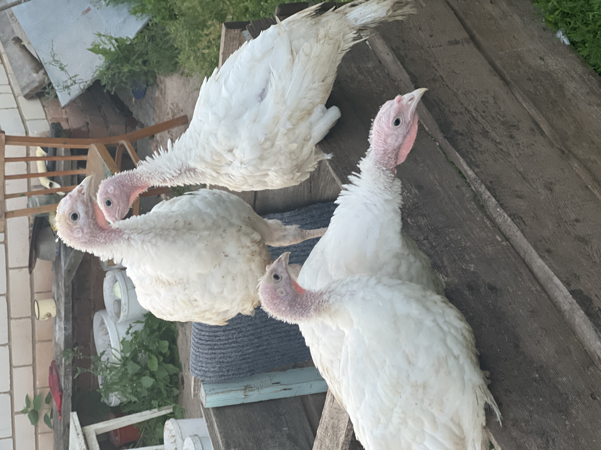 Three white turkeys are standing on wooden planks outdoors. The turkeys have pinkish-red necks and wattles, and their eyes are black. The one on the right is facing the viewer, with its head slightly tilted. The turkey in the middle is also facing the viewer but is partially obscured by the turkey on the right. The turkey on the left is facing away from the viewer and is mostly out of frame. The background shows some greenery, a brick wall, and a wooden chair. The scene appears to be in a rural or farm setting, likely during daylight hours given the lighting. No text is visible in the image.