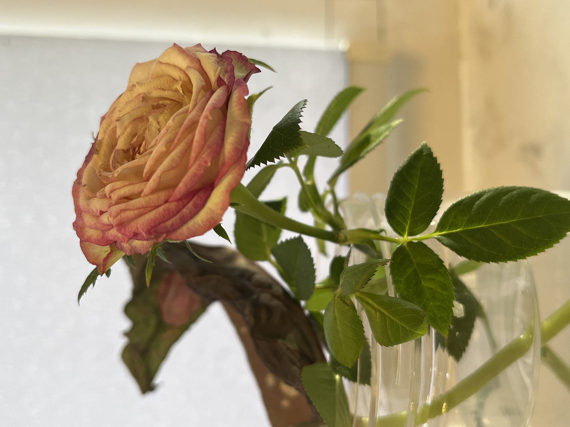 The image shows a single peach and pink rose in a clear glass vase. The rose is slightly wilted, with browning edges on some petals. Several green leaves are attached to the stem, which is submerged in water within the vase. The background is a blurred combination of white and beige tones, suggesting a room interior, possibly near a window. Location: Unknown, Unknown.